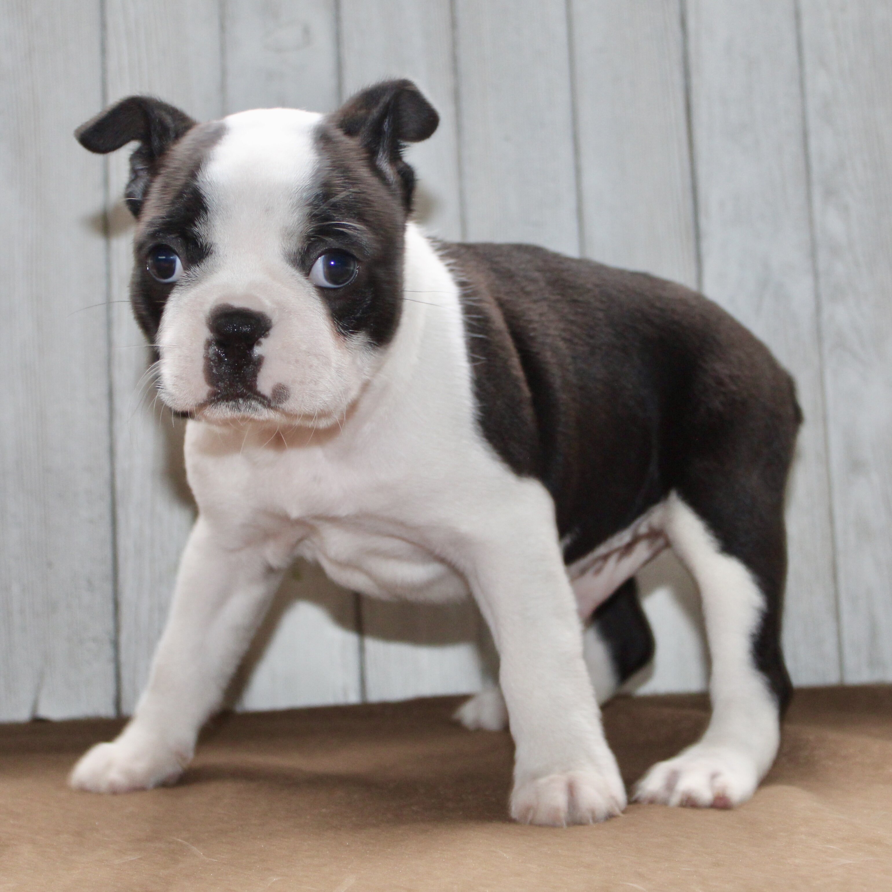 Chester Male Boston Terrier image 2