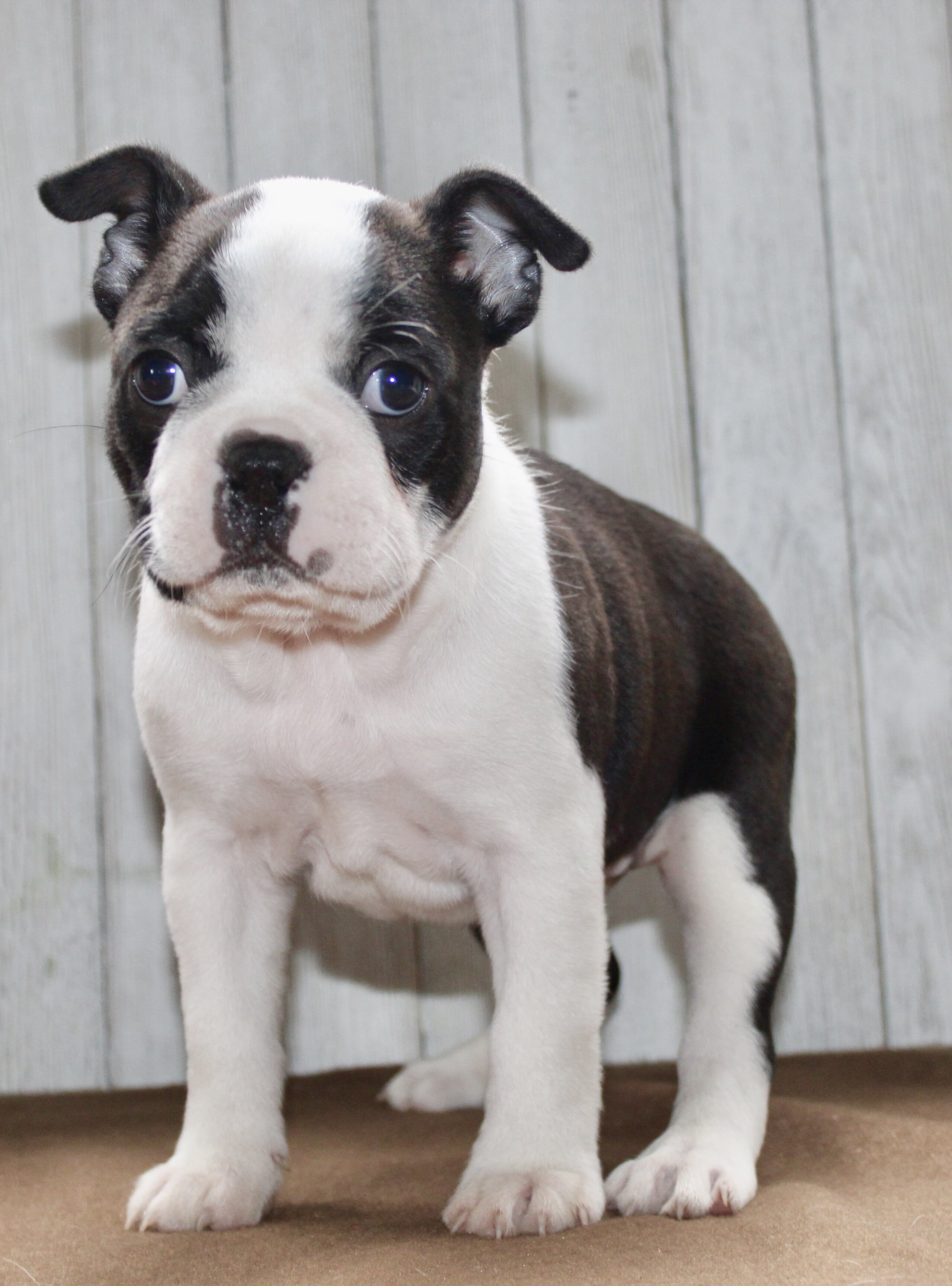 Chester Male Boston Terrier image 3