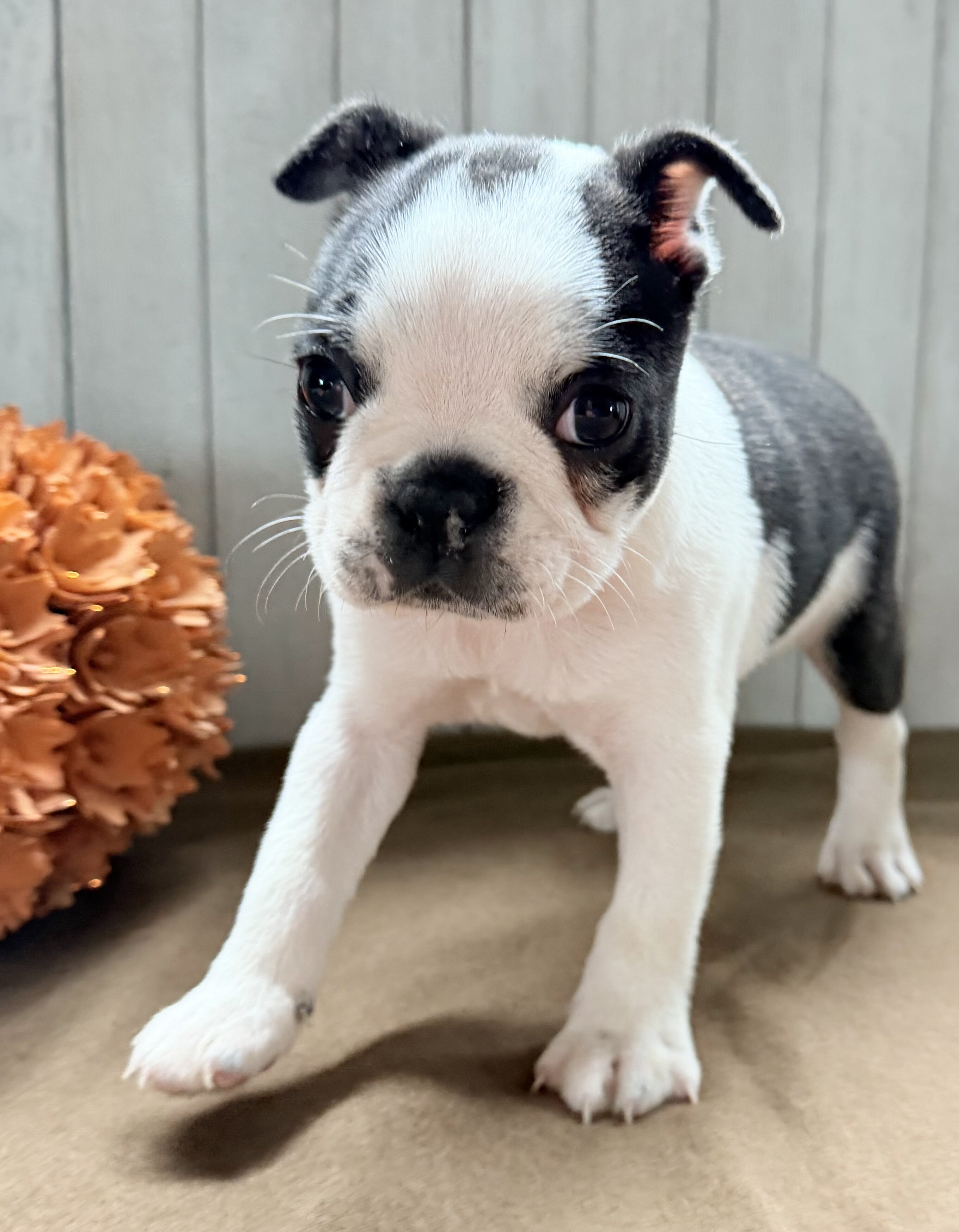Crystal Female Boston Terrier image 10