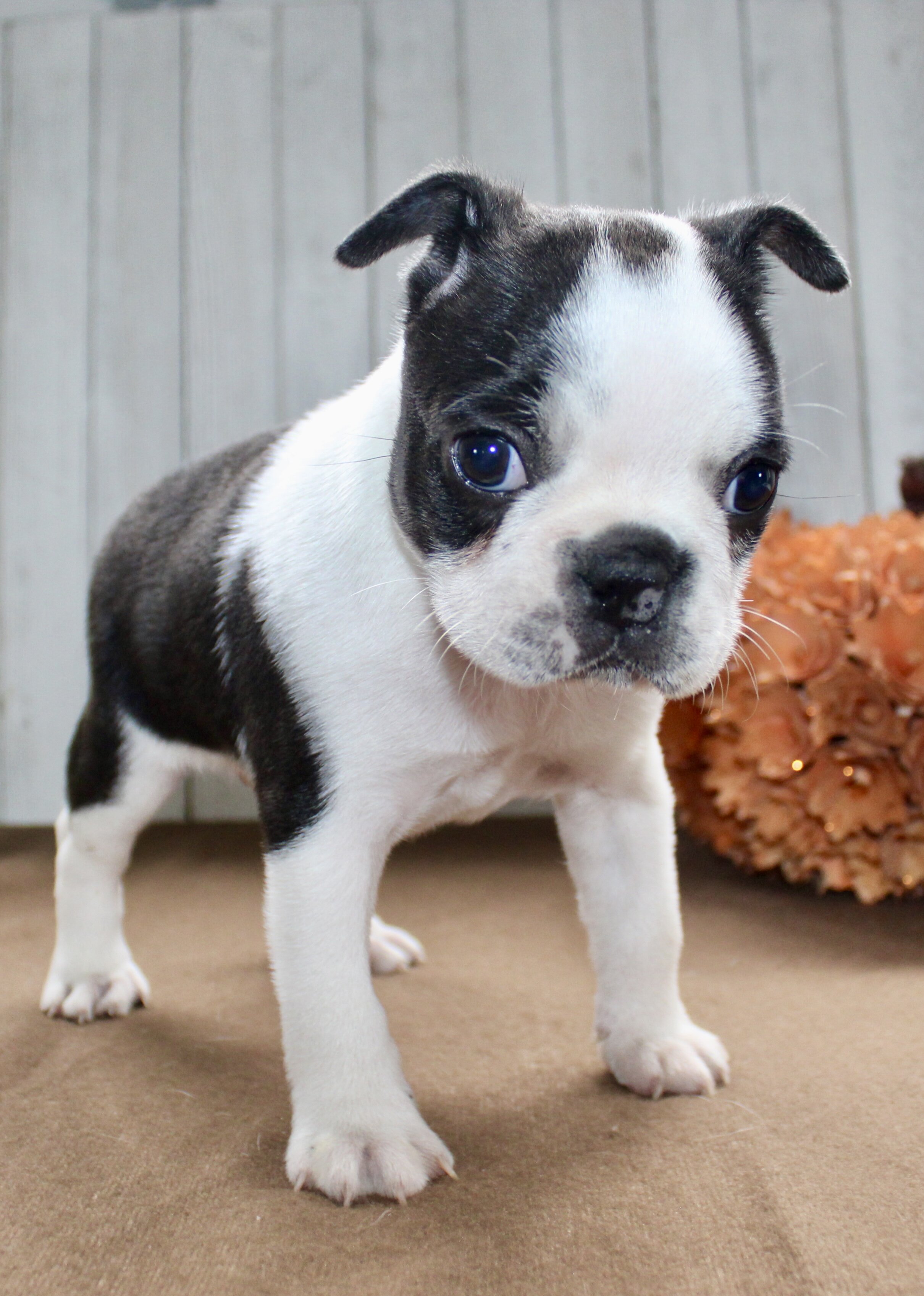 Crystal Female Boston Terrier image 2