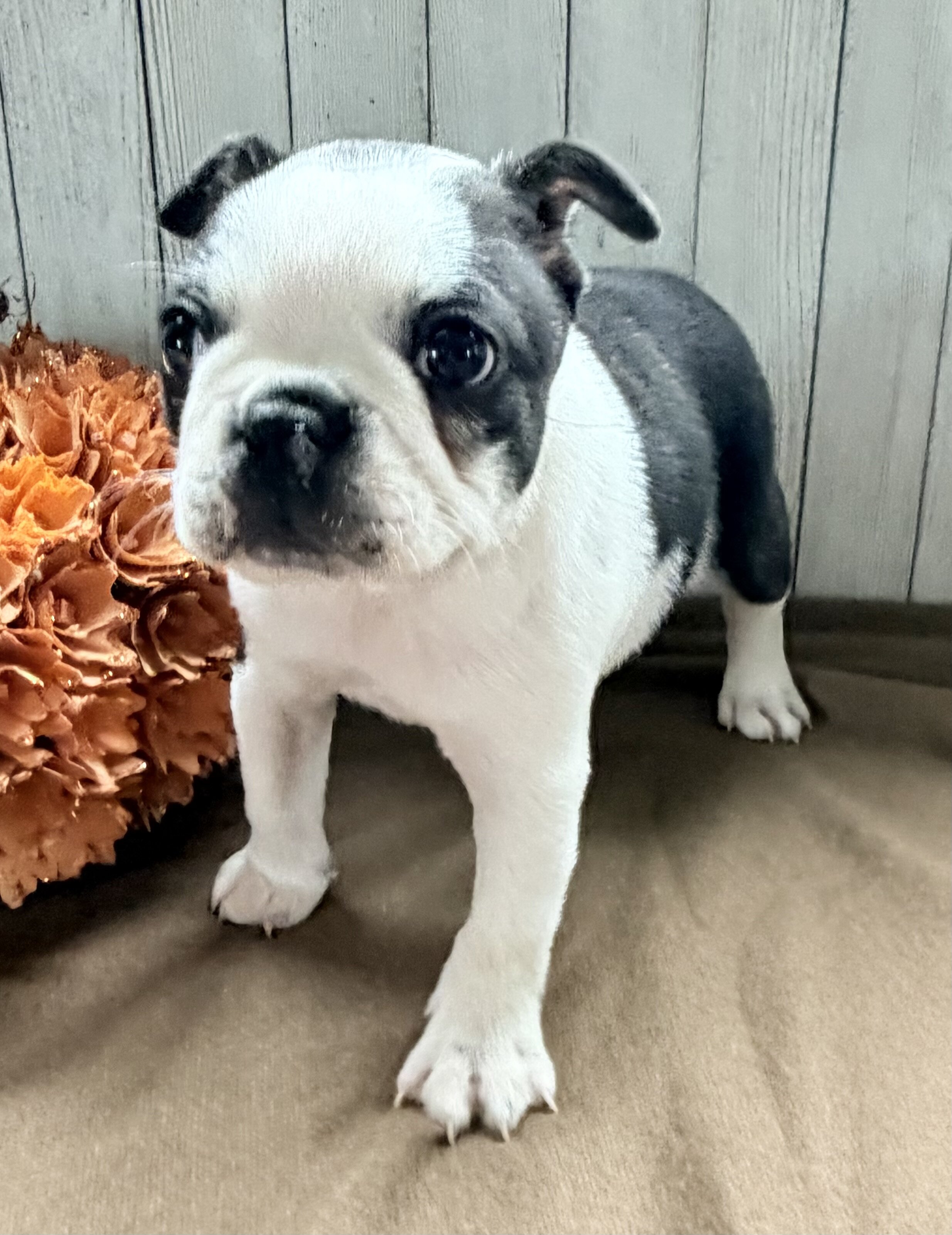 Crystal Female Boston Terrier image 8
