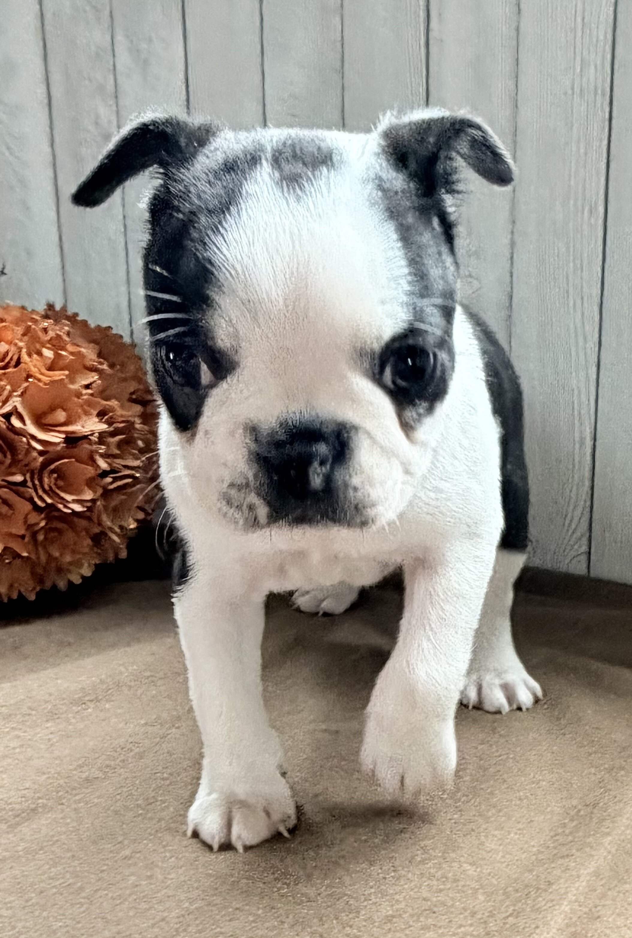 Crystal Female Boston Terrier image 9