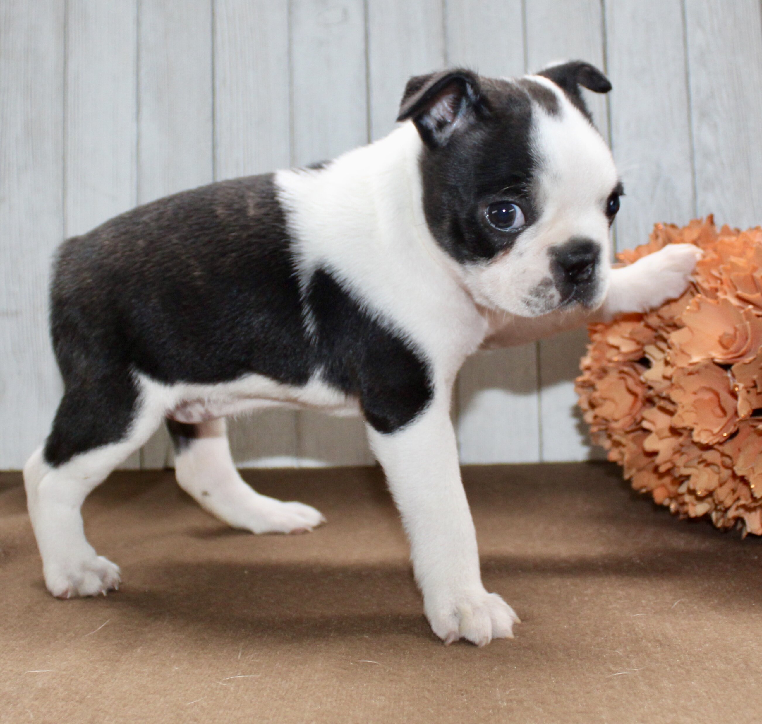 Crystal Female Boston Terrier image 3