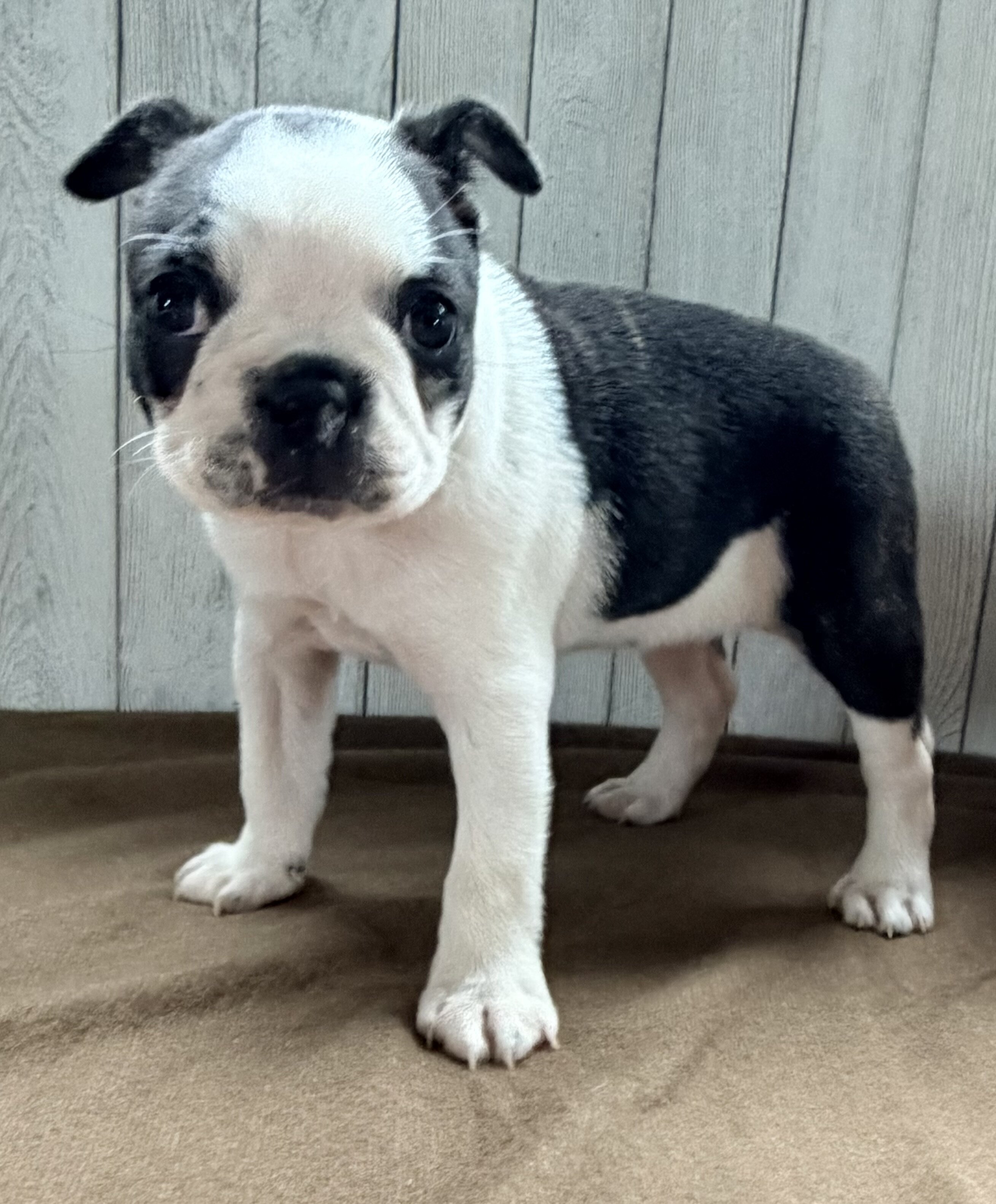 Crystal Female Boston Terrier image 6