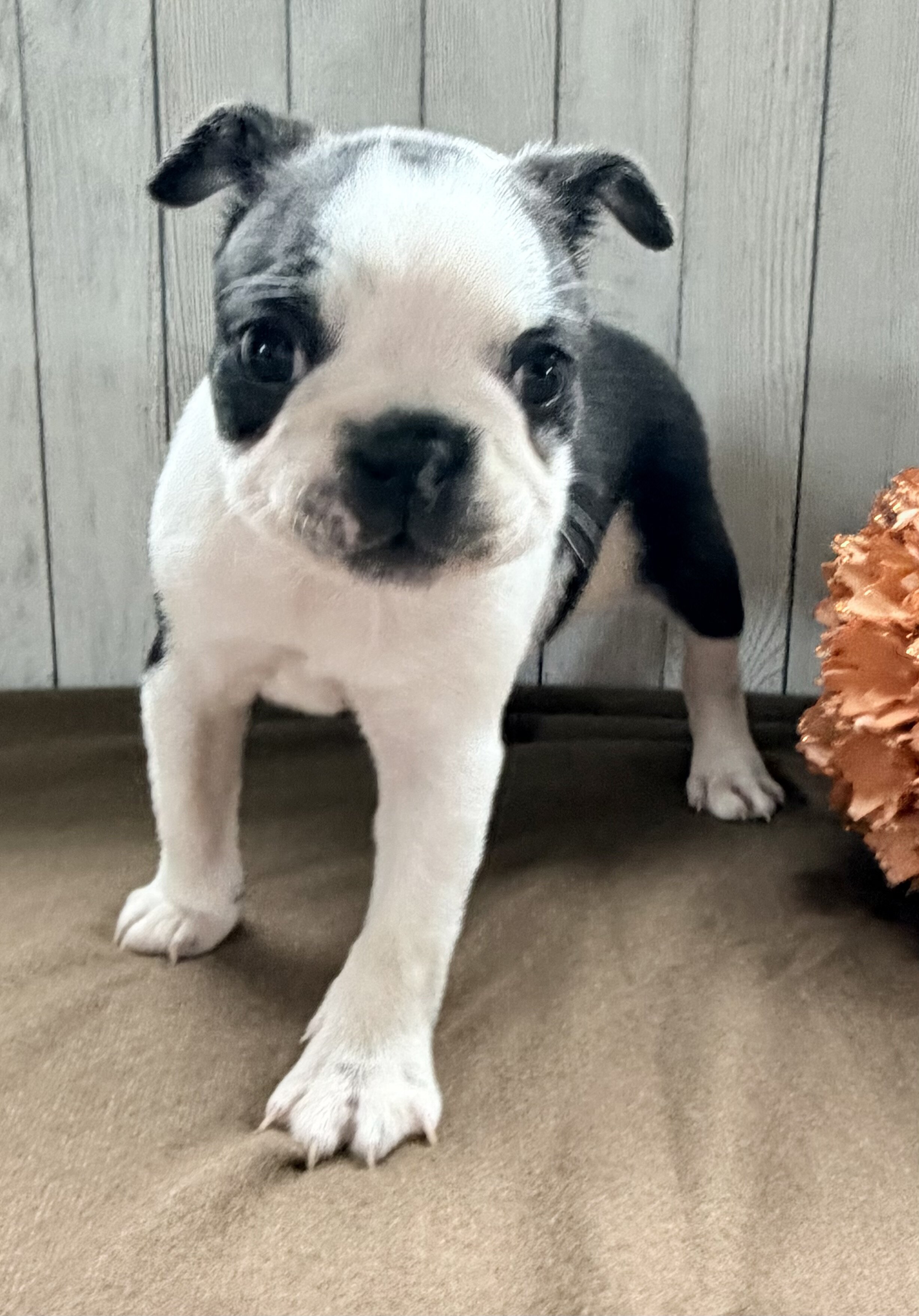 Crystal Female Boston Terrier image 7