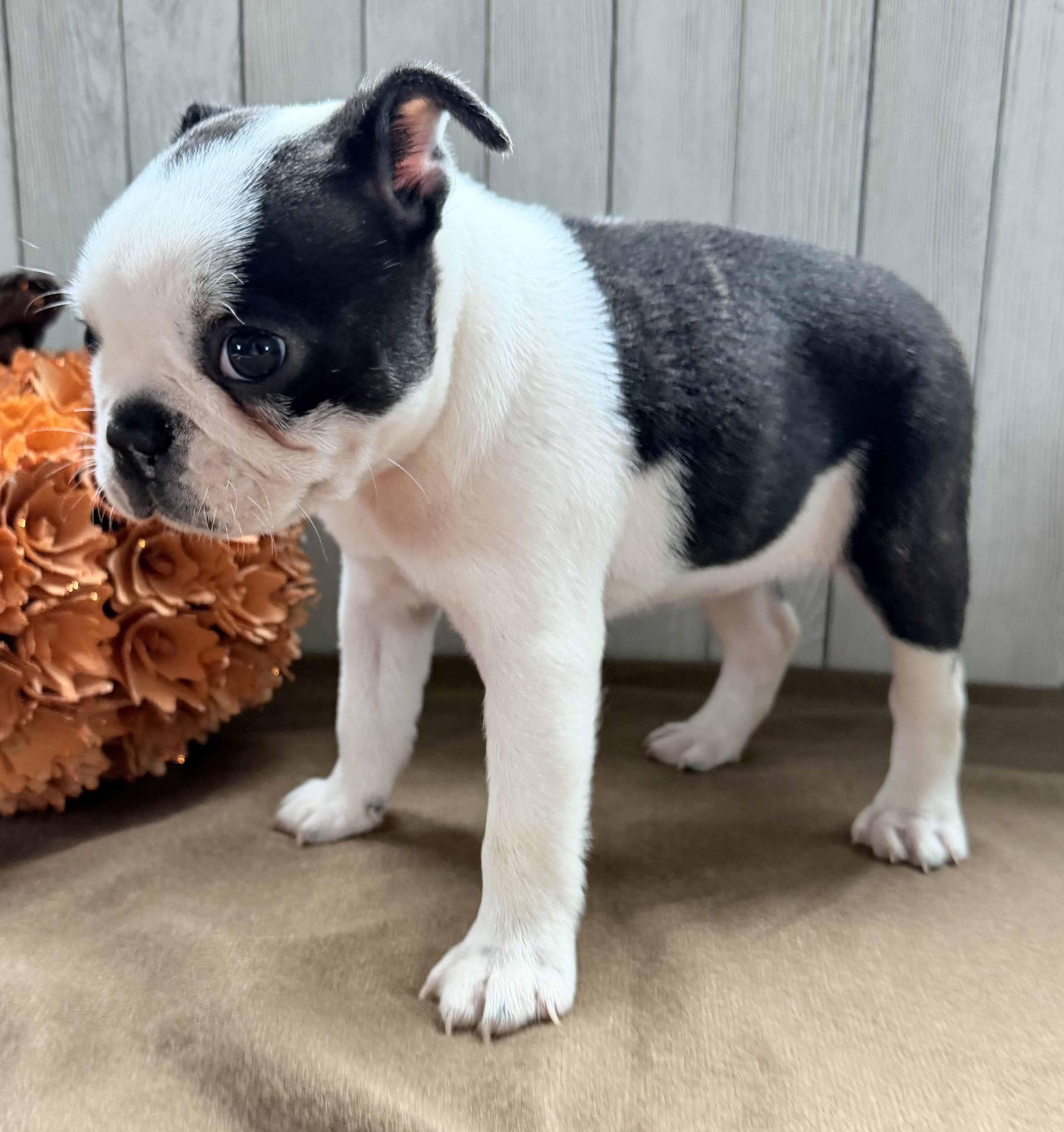 Crystal Female Boston Terrier image 4