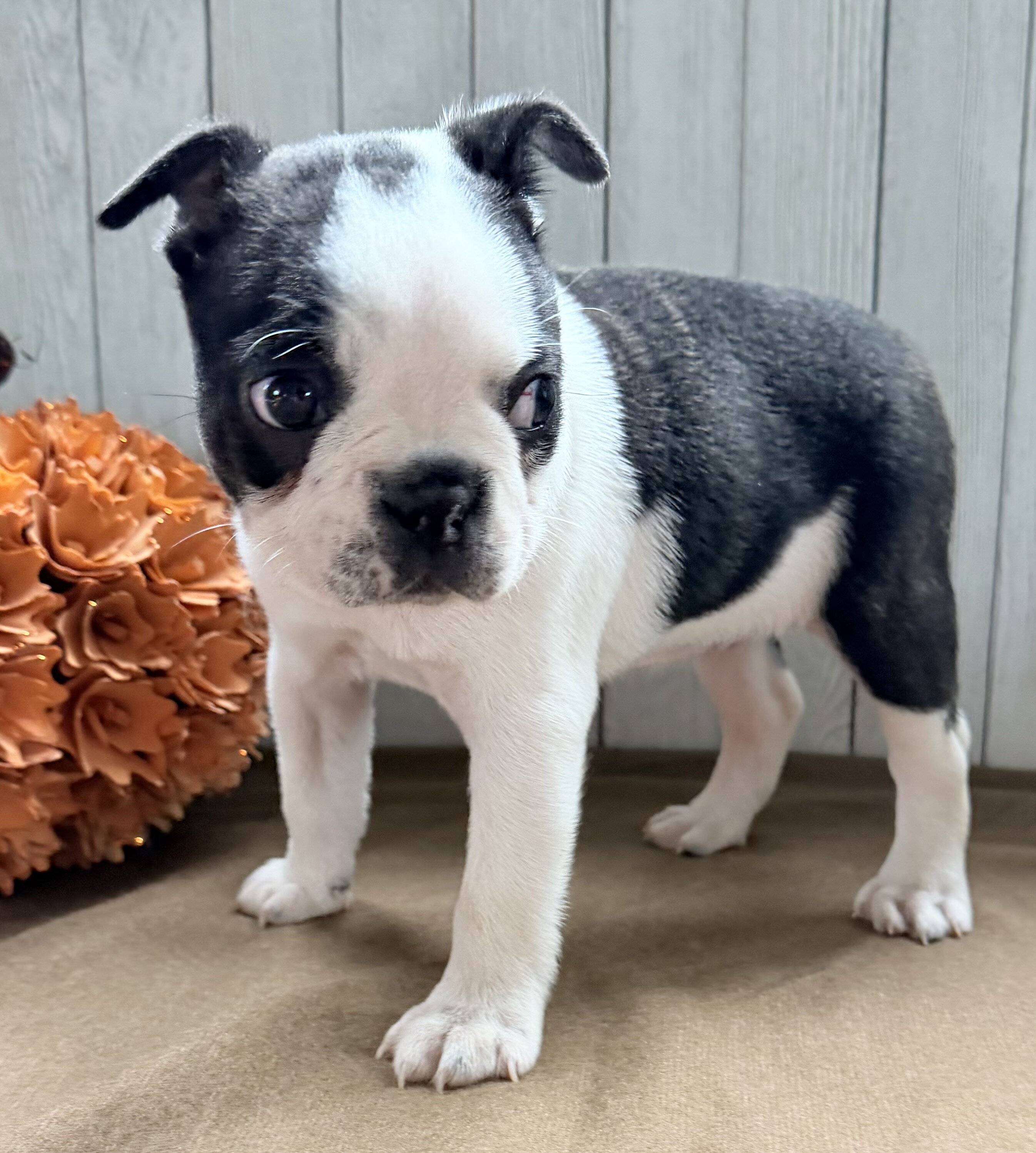 Crystal Female Boston Terrier image 5