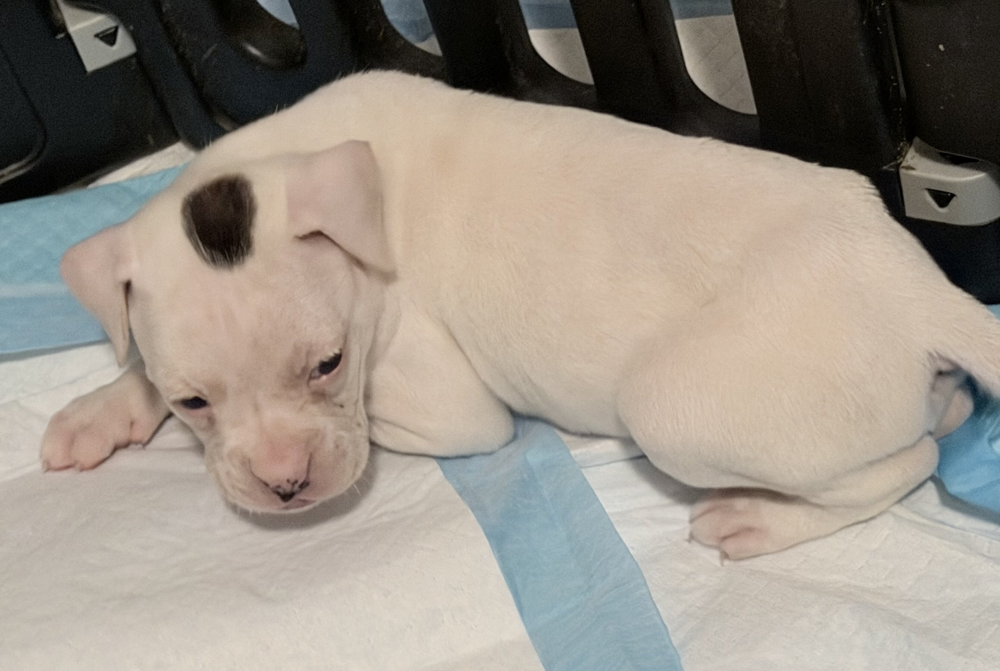 Boxer Puppies image 2