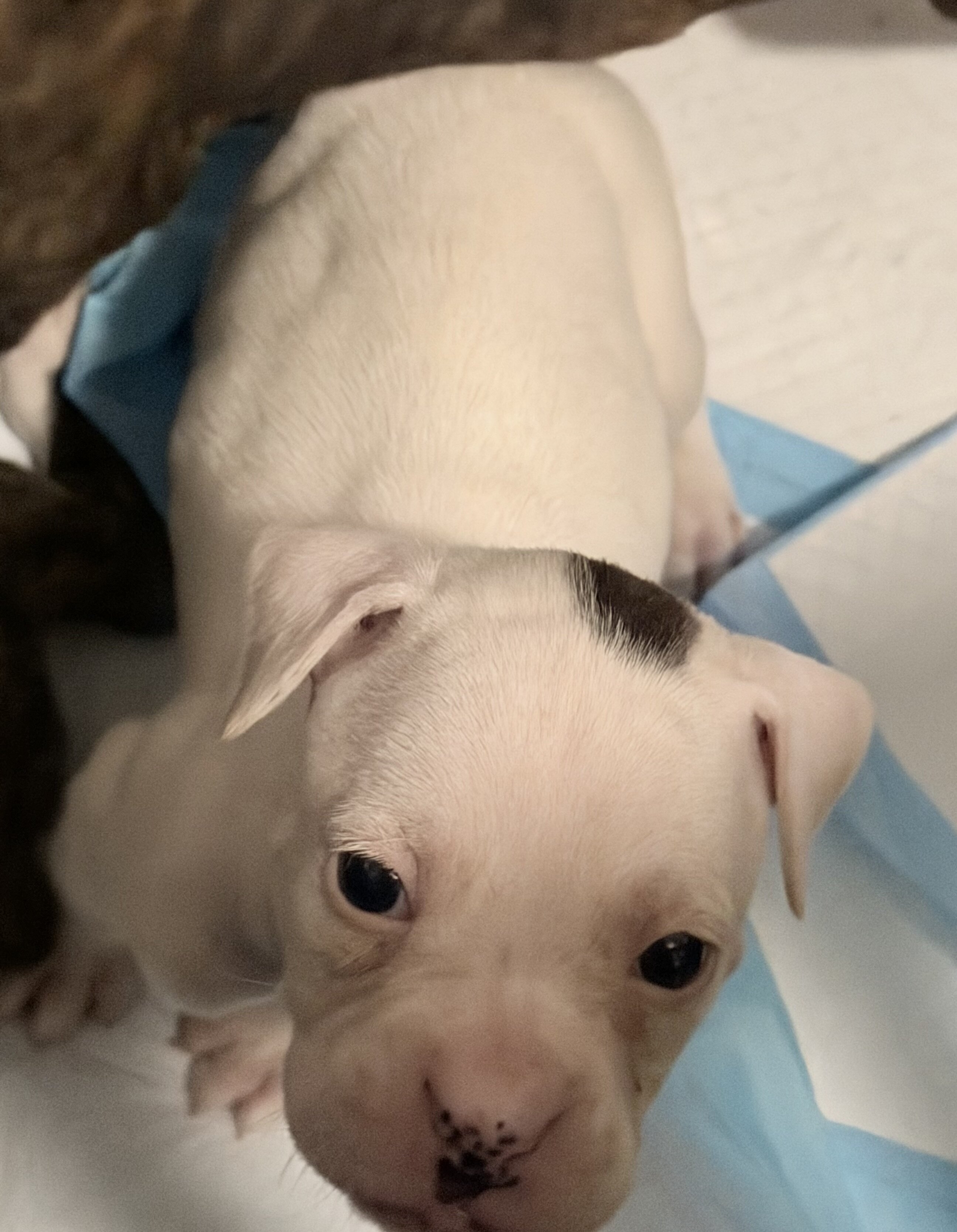 Boxer Puppies image 1
