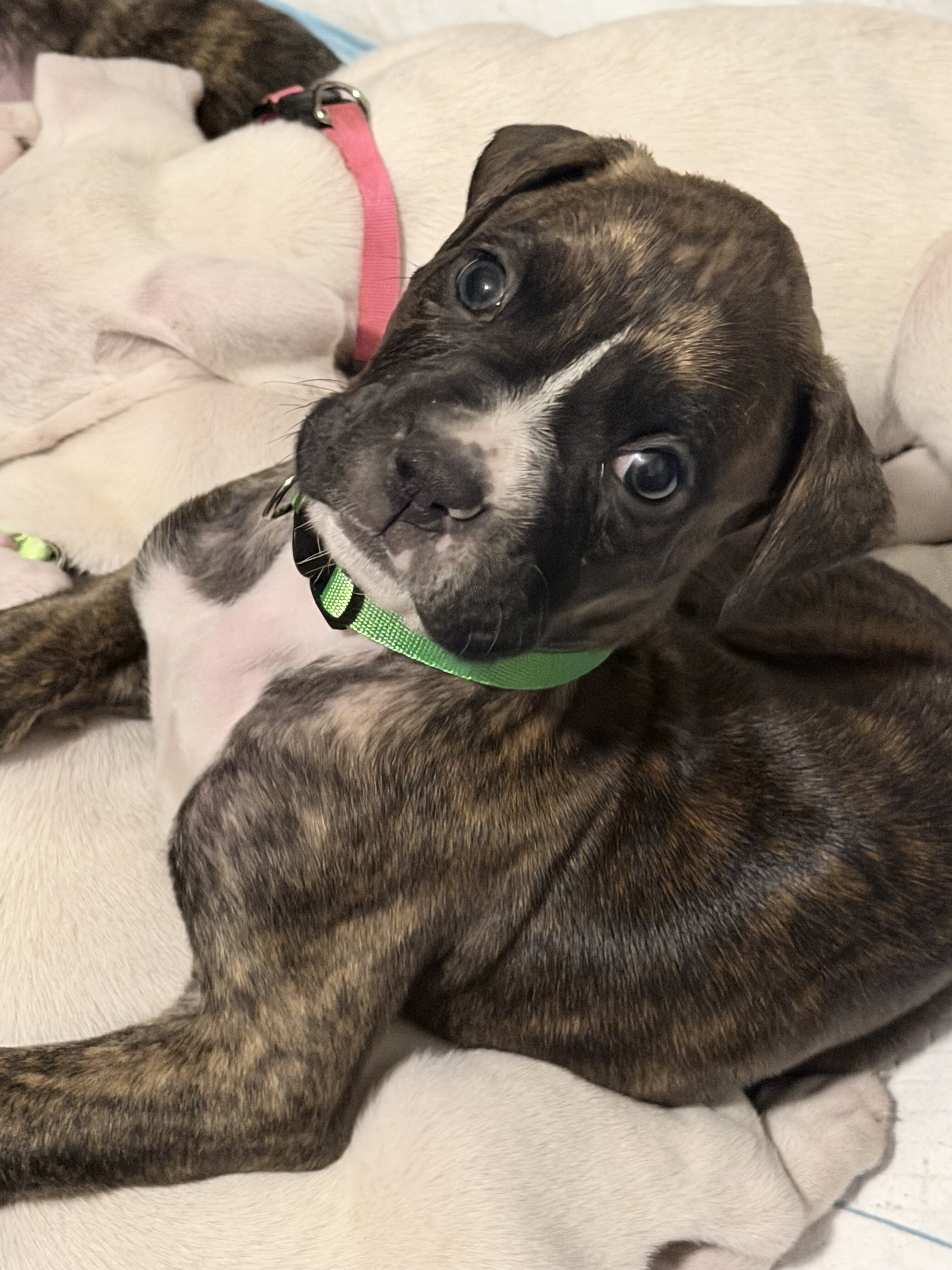 Boxer Puppies image 10