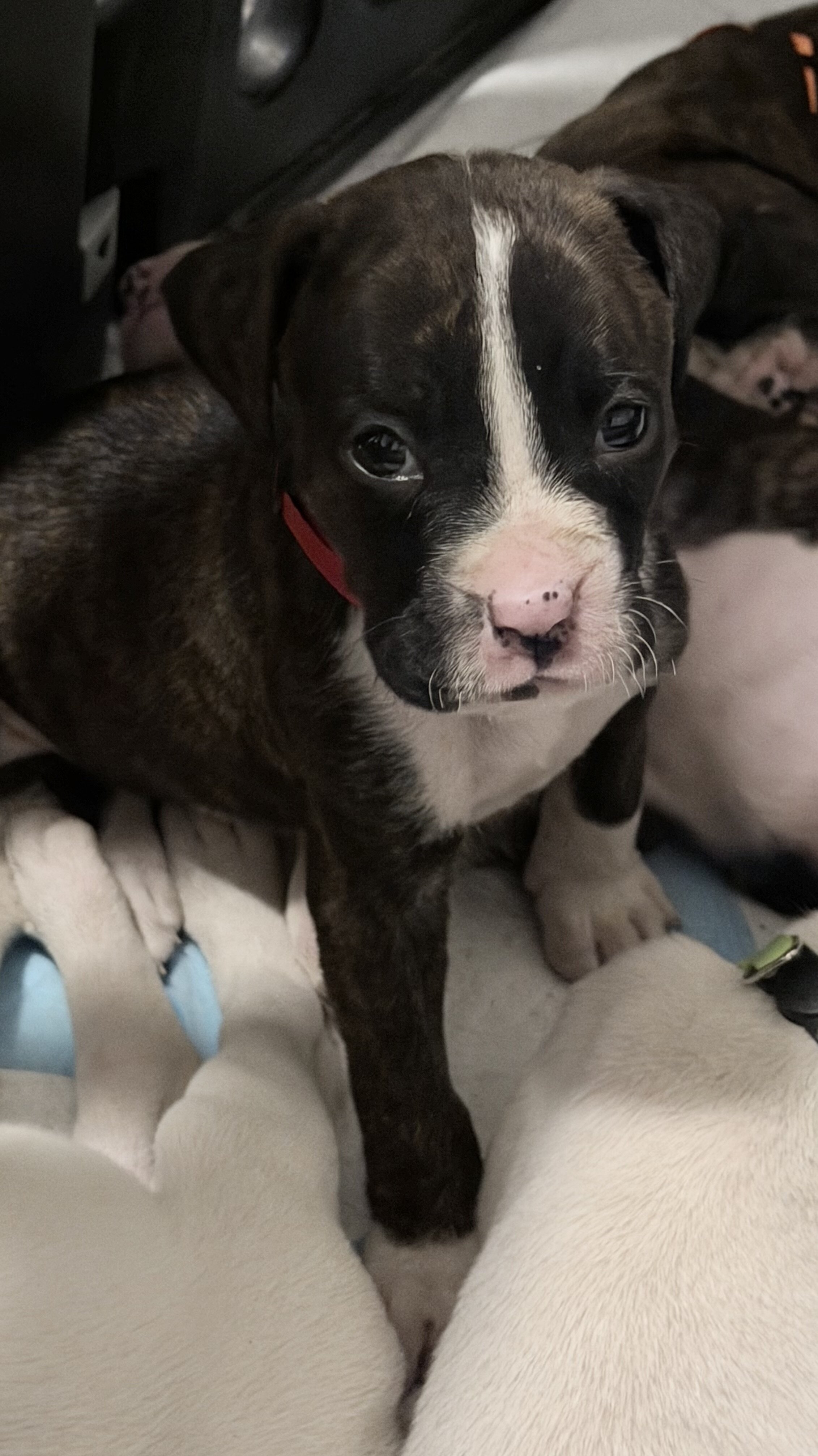 Boxer Puppies image 9