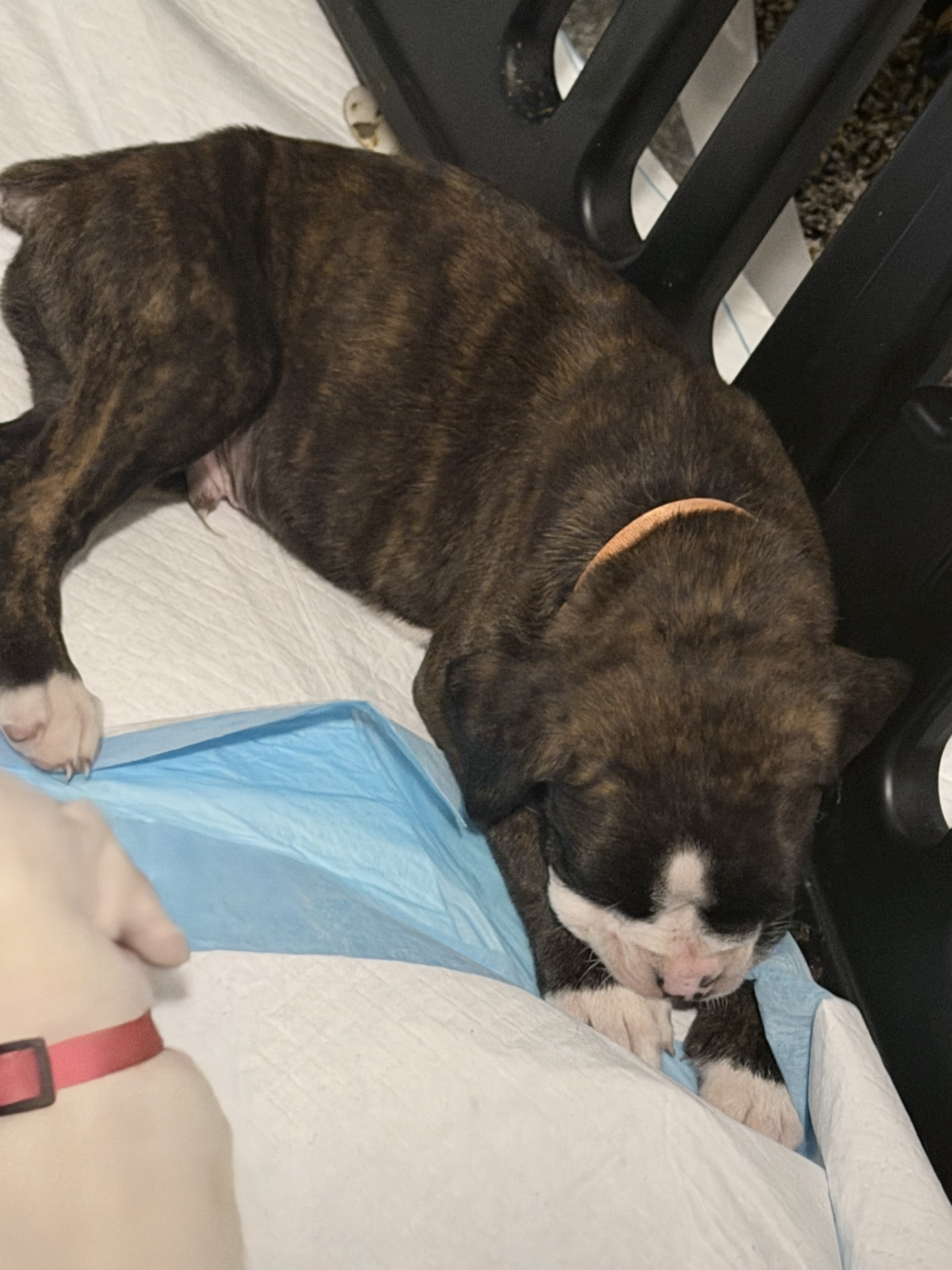 Boxer Puppies image 8