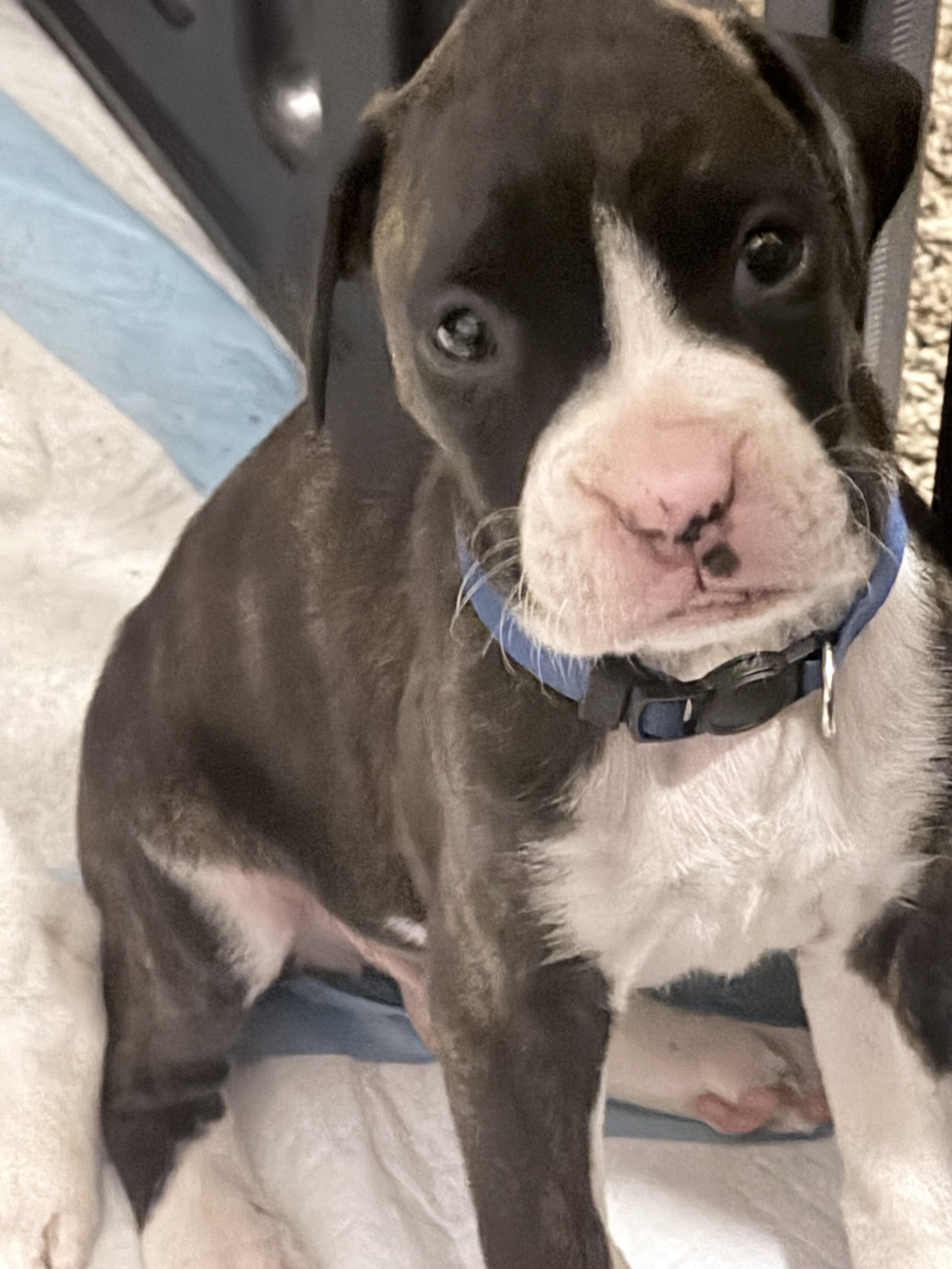 Boxer Puppies image 7