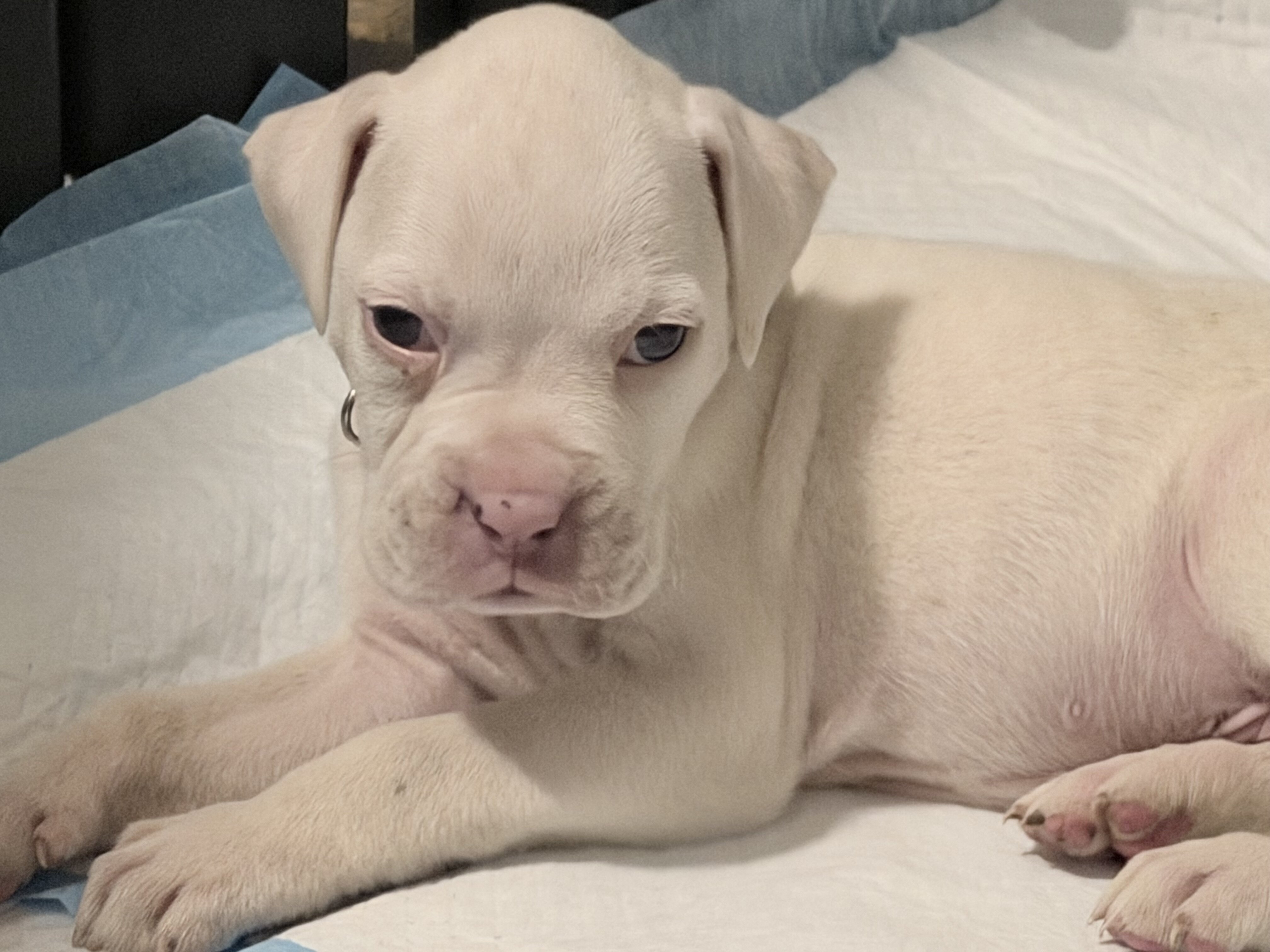 Boxer Puppies image 4