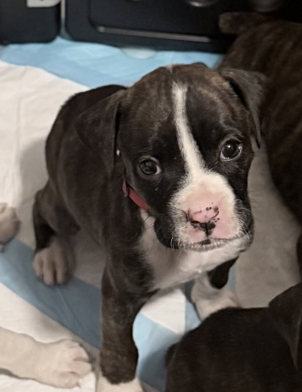 Boxer Puppies image 5