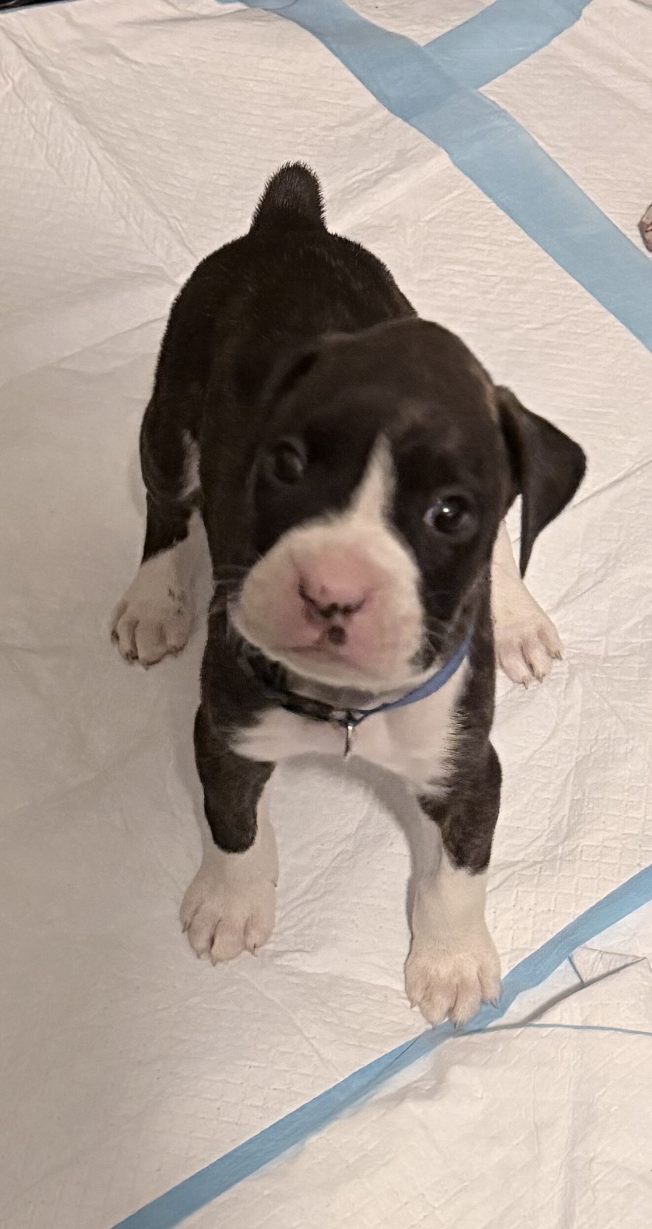 Boxer Puppies image 6