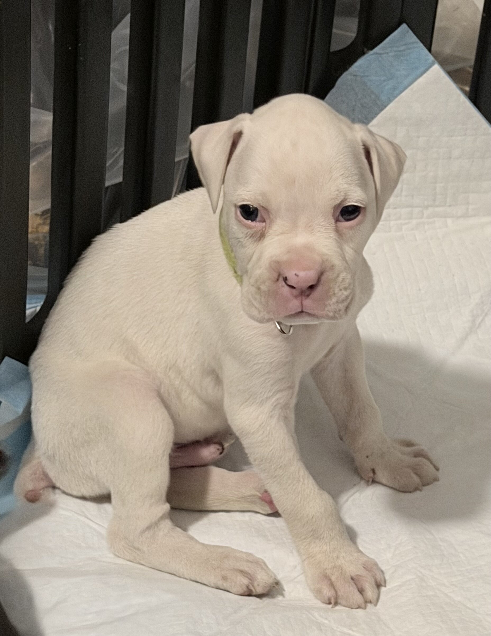 Boxer Puppies image 3