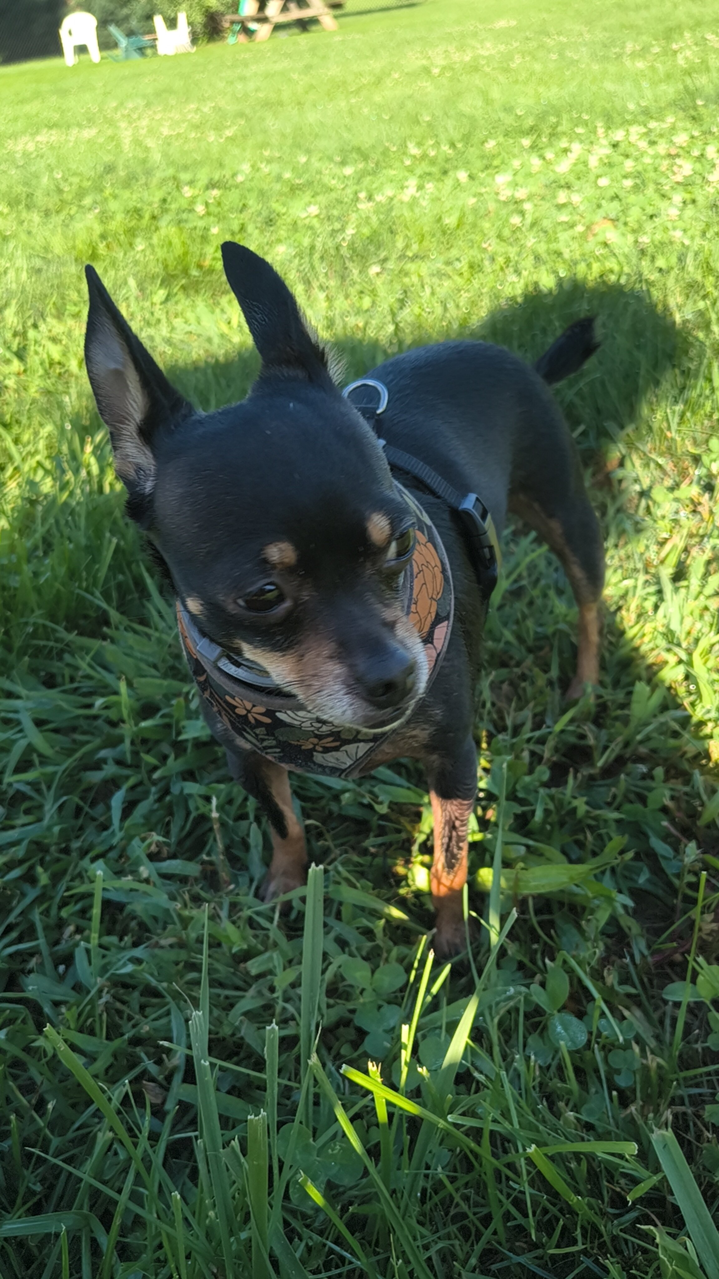 Chihuahua image 1