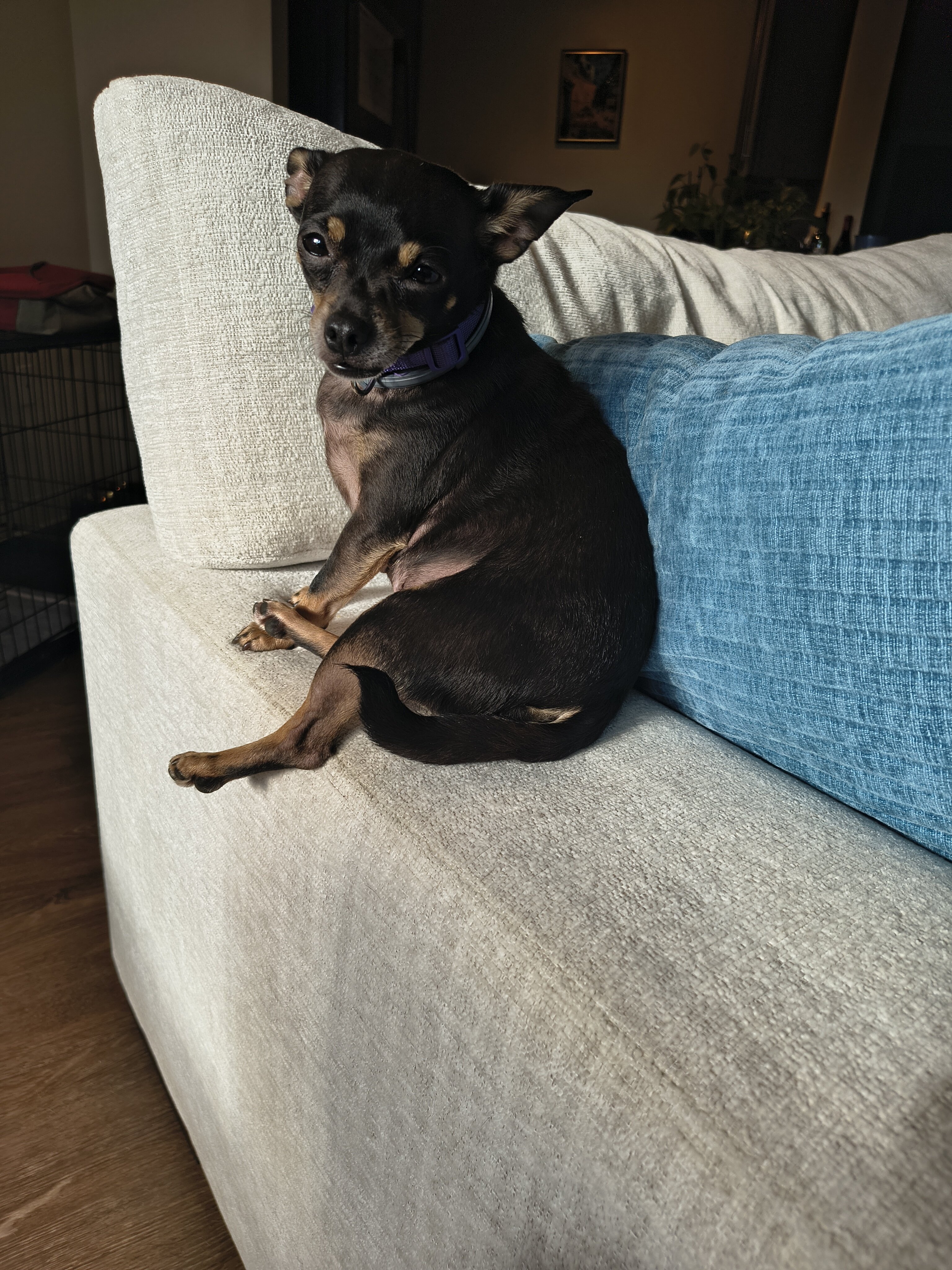 Chihuahua image 2