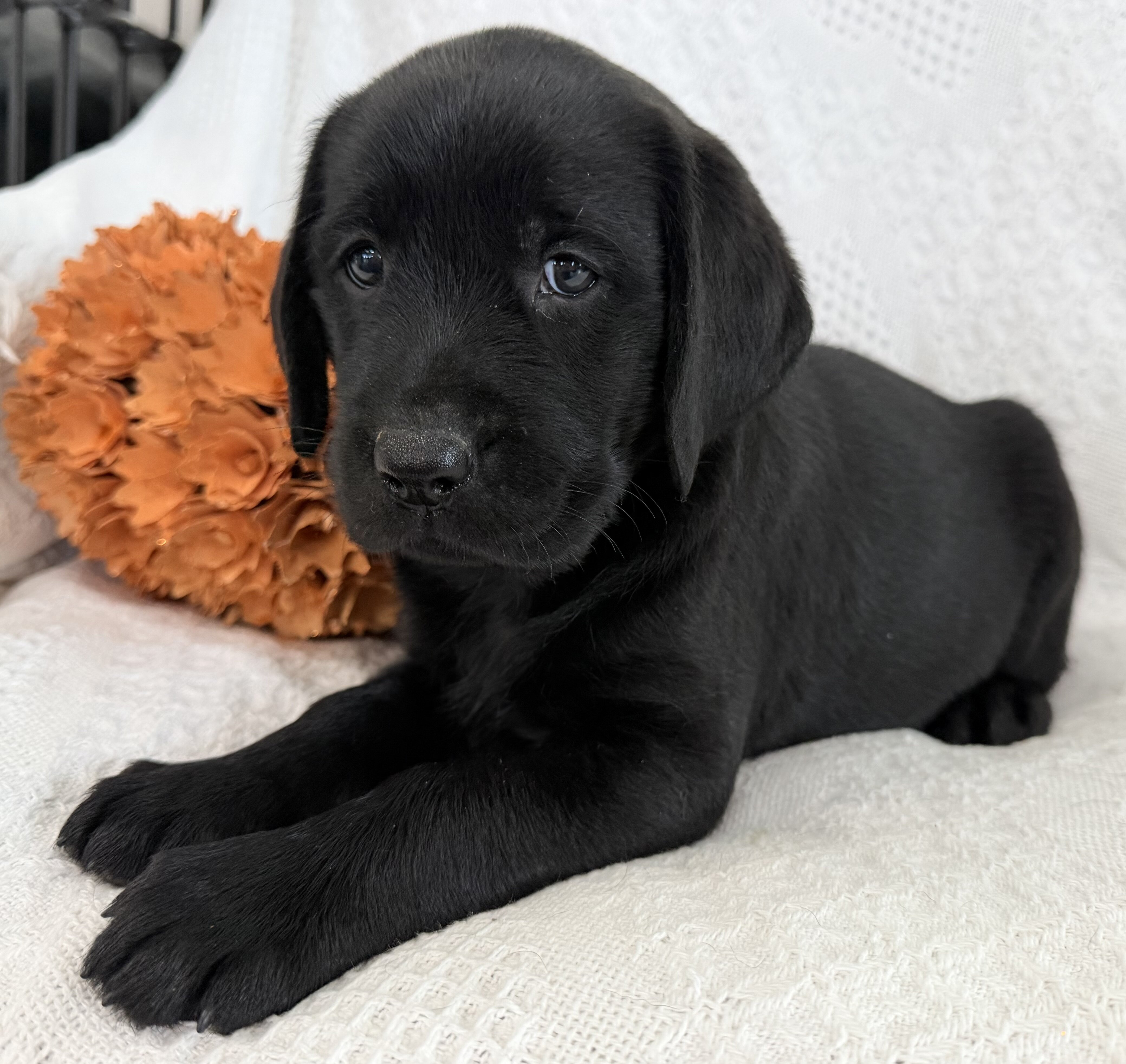 Sydney Female AKC Labrador Retriever image 2