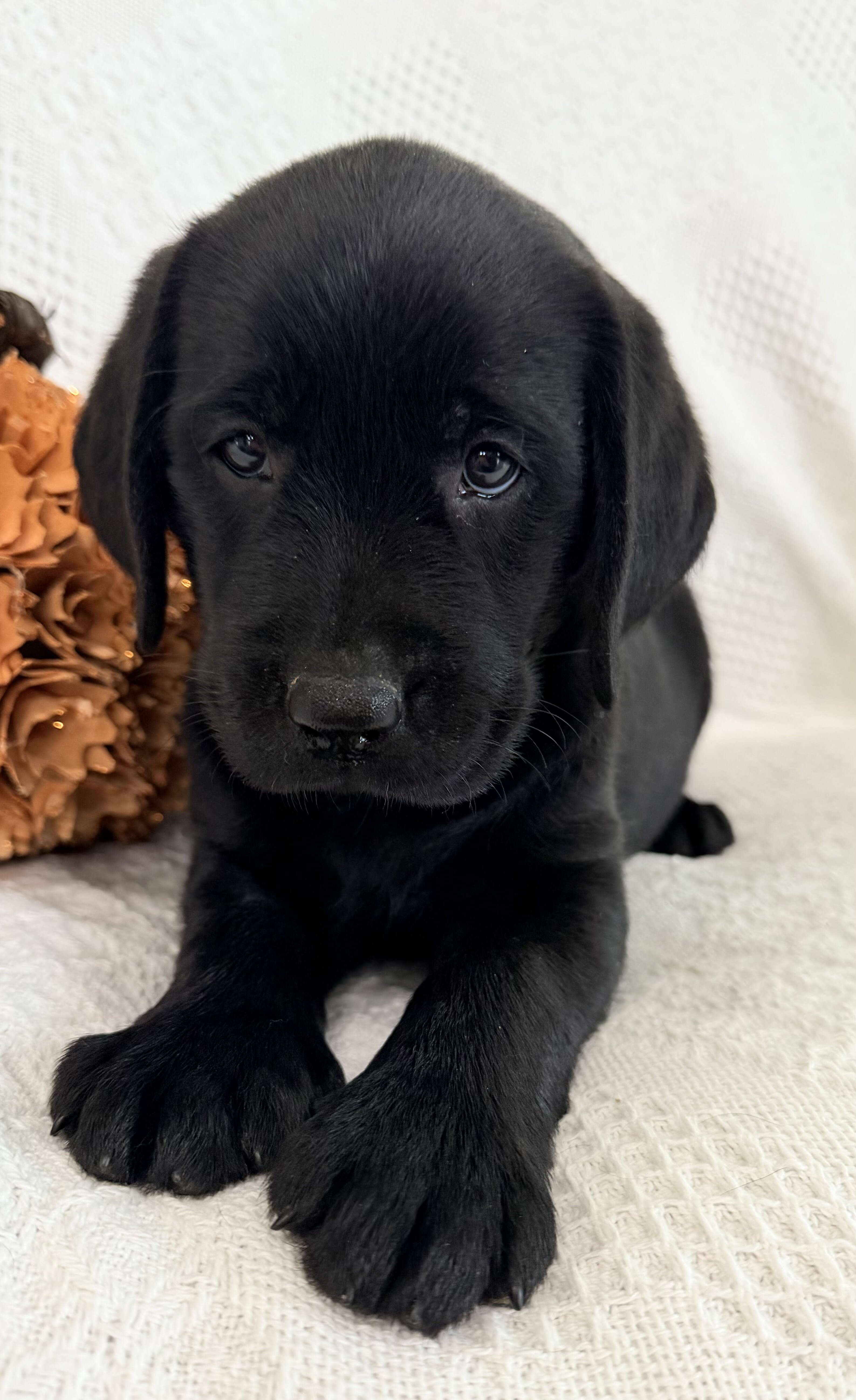 Sydney Female AKC Labrador Retriever image 3