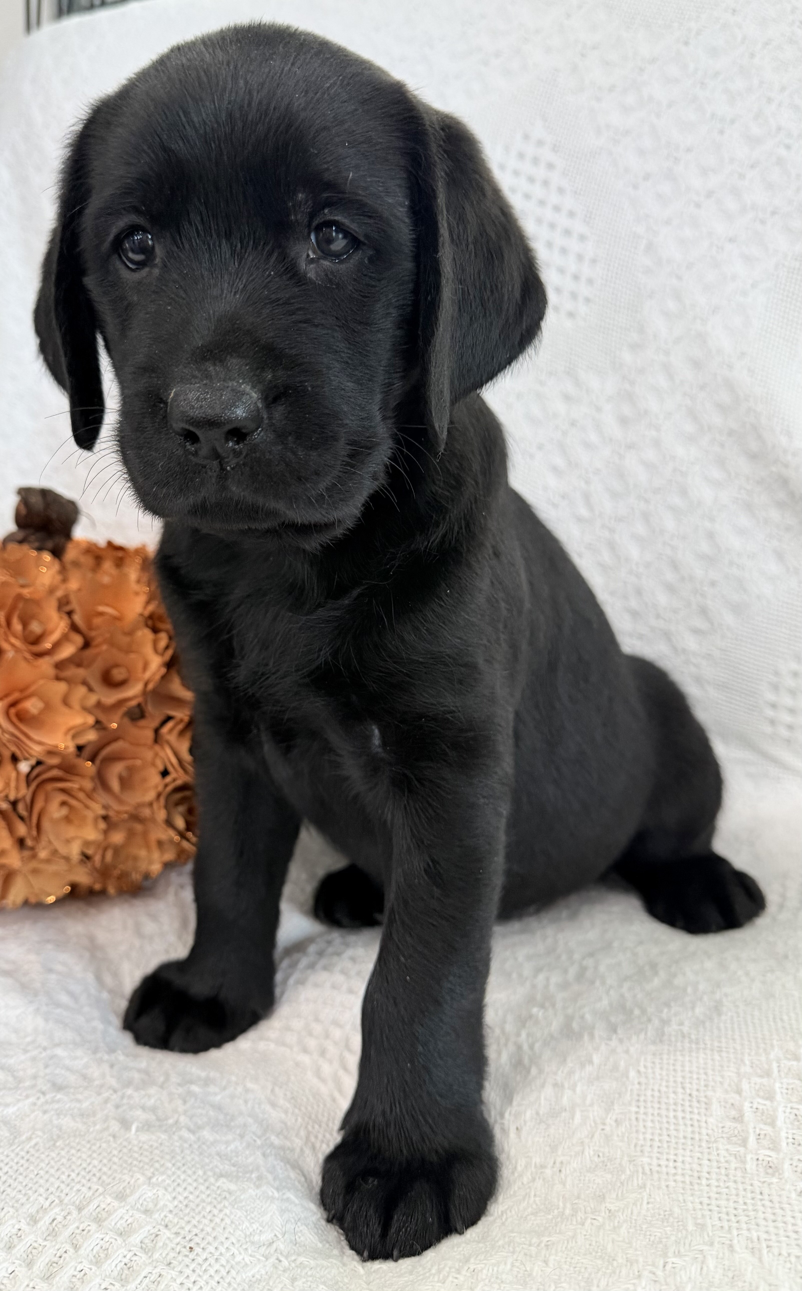 Sydney Female AKC Labrador Retriever image 4