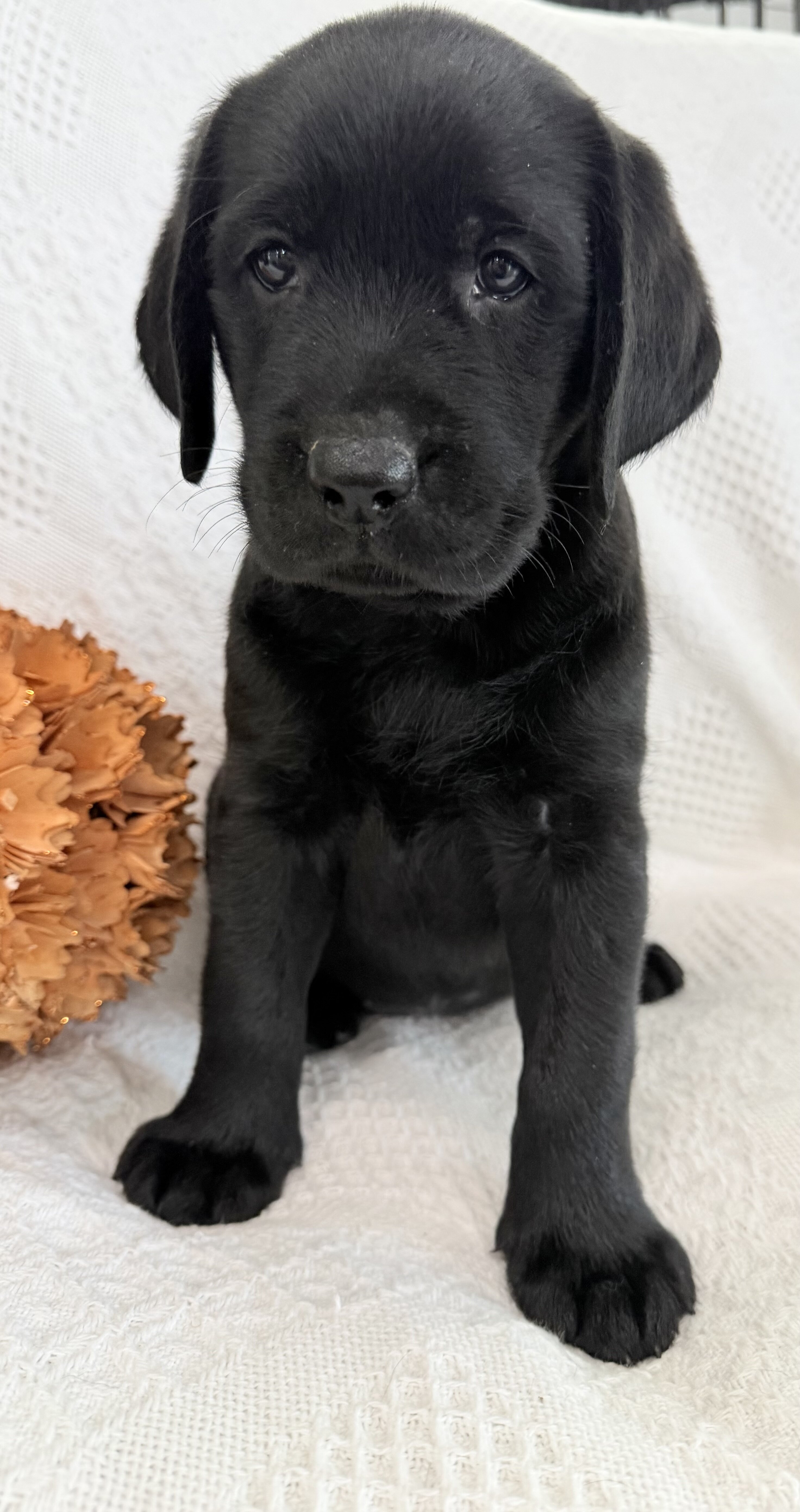 Sydney Female AKC Labrador Retriever image 5