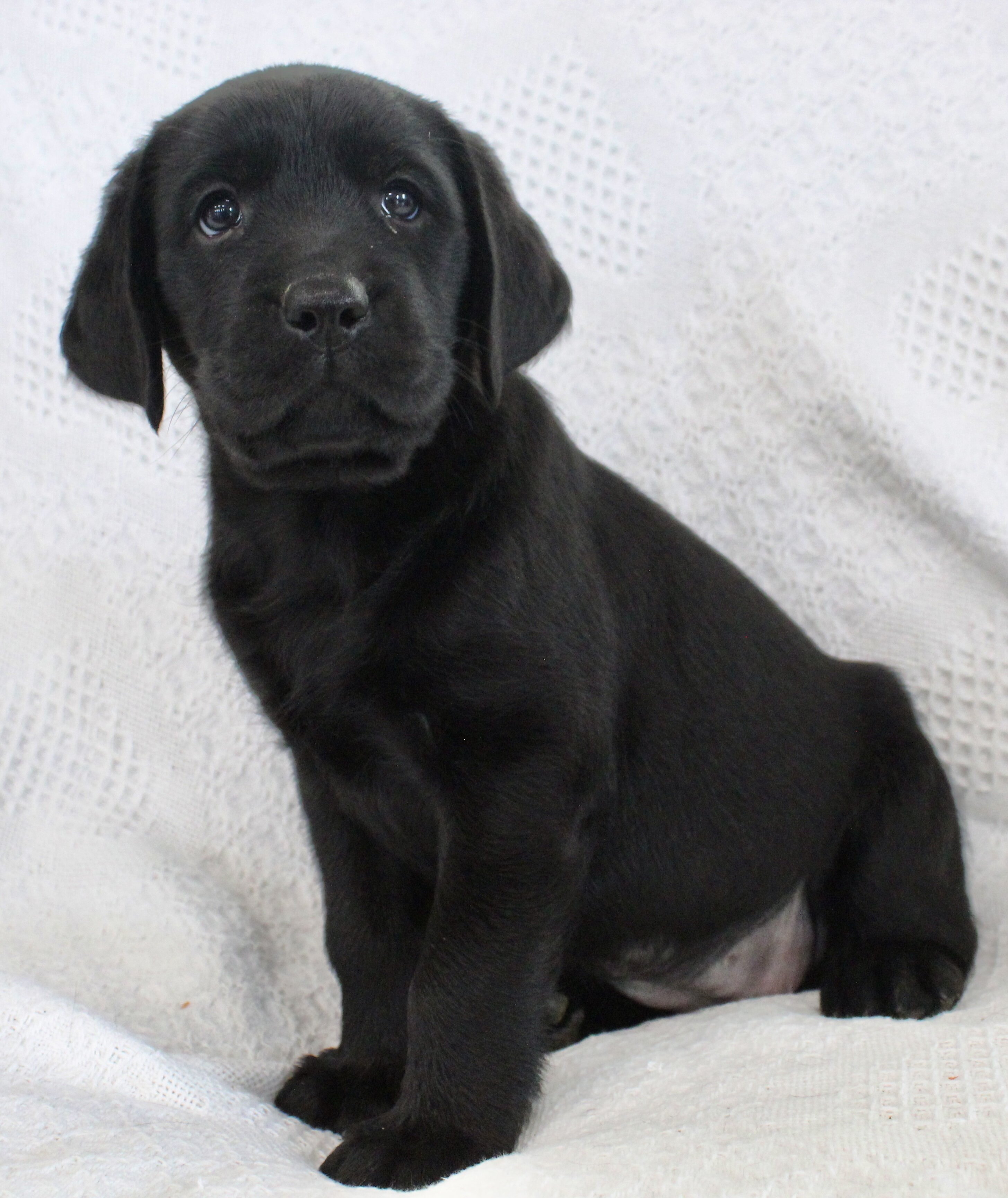 Sydney Female AKC Labrador Retriever image 6