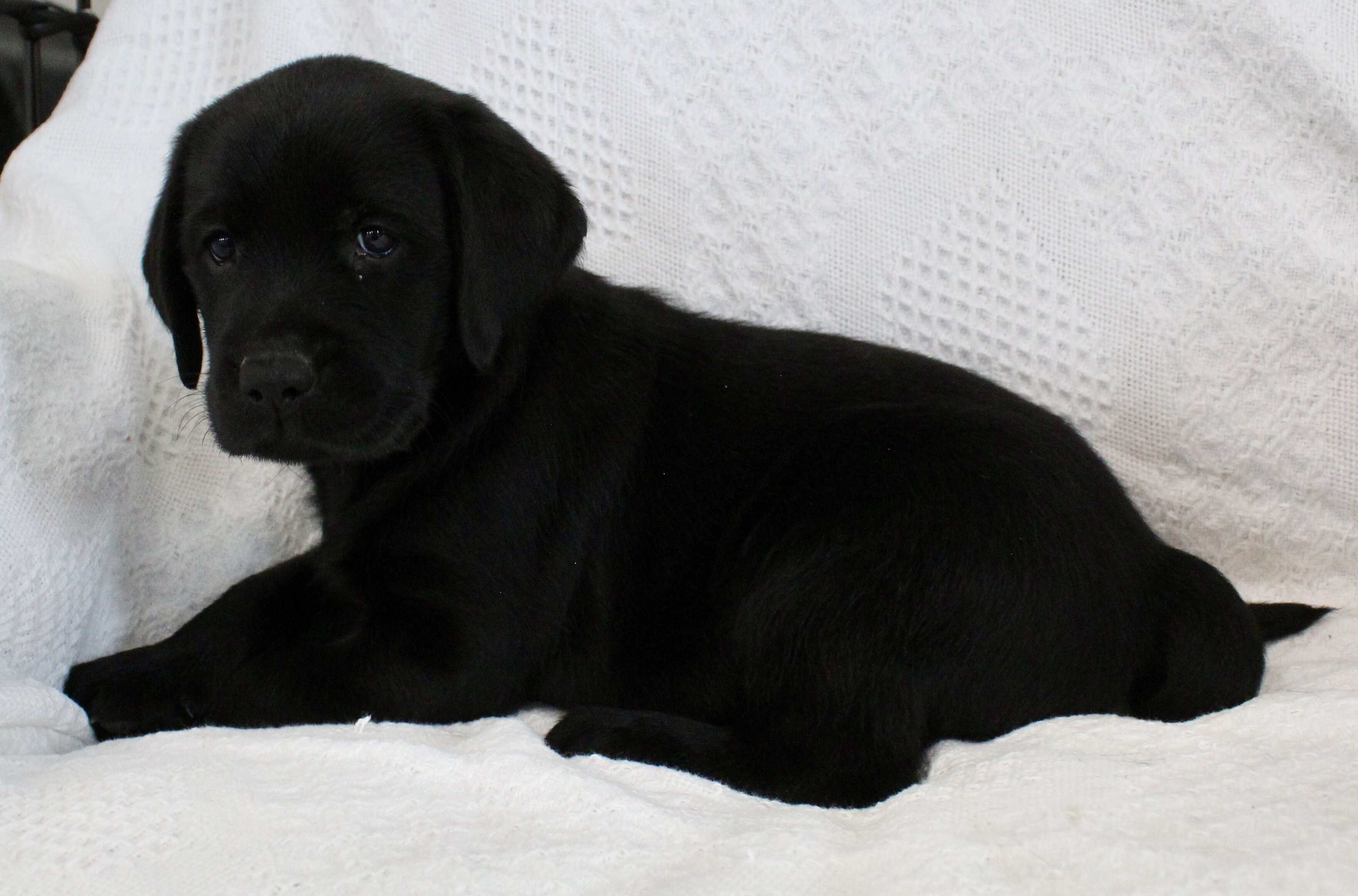 Sydney Female AKC Labrador Retriever image 7