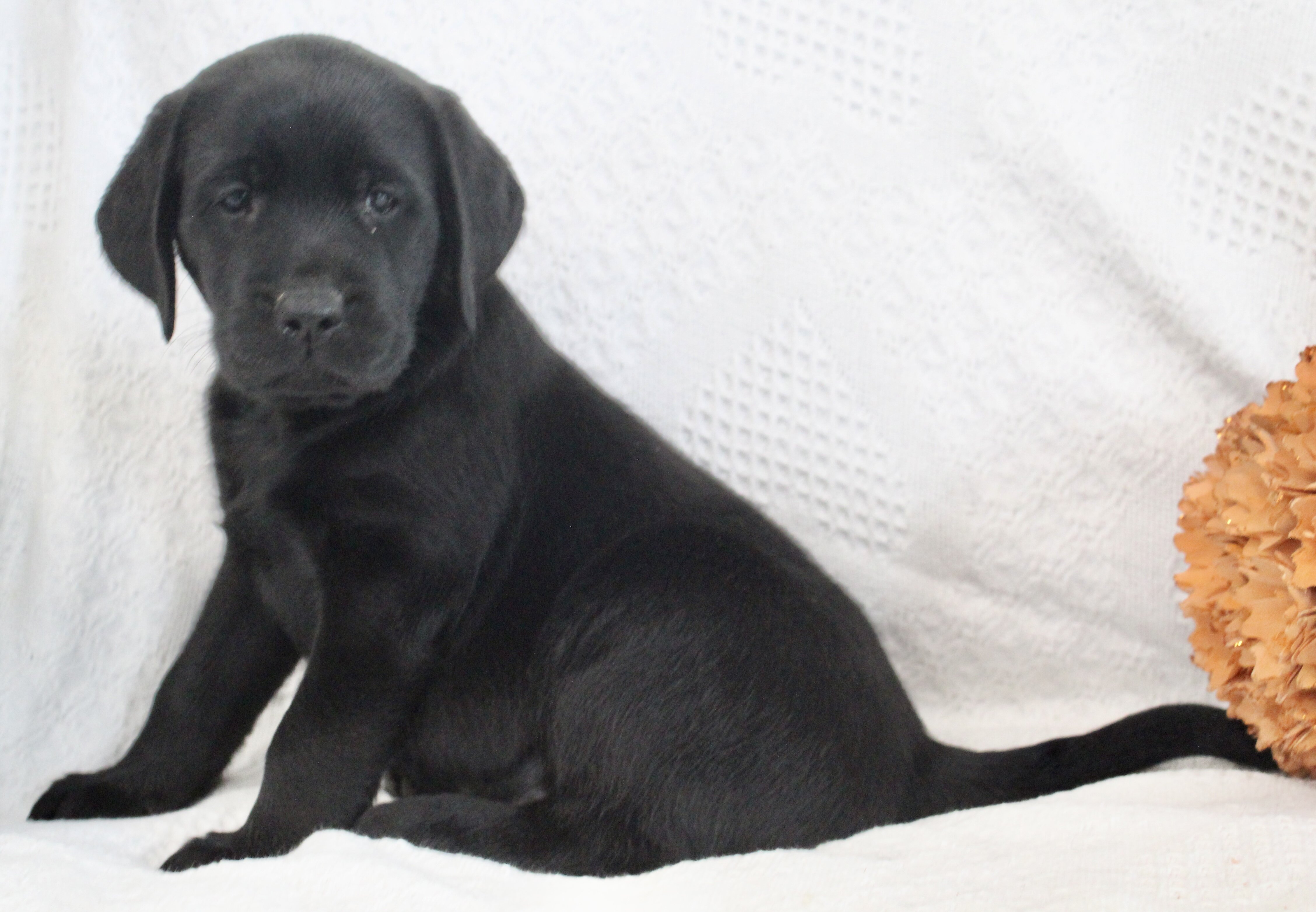 Sydney Female AKC Labrador Retriever image 8