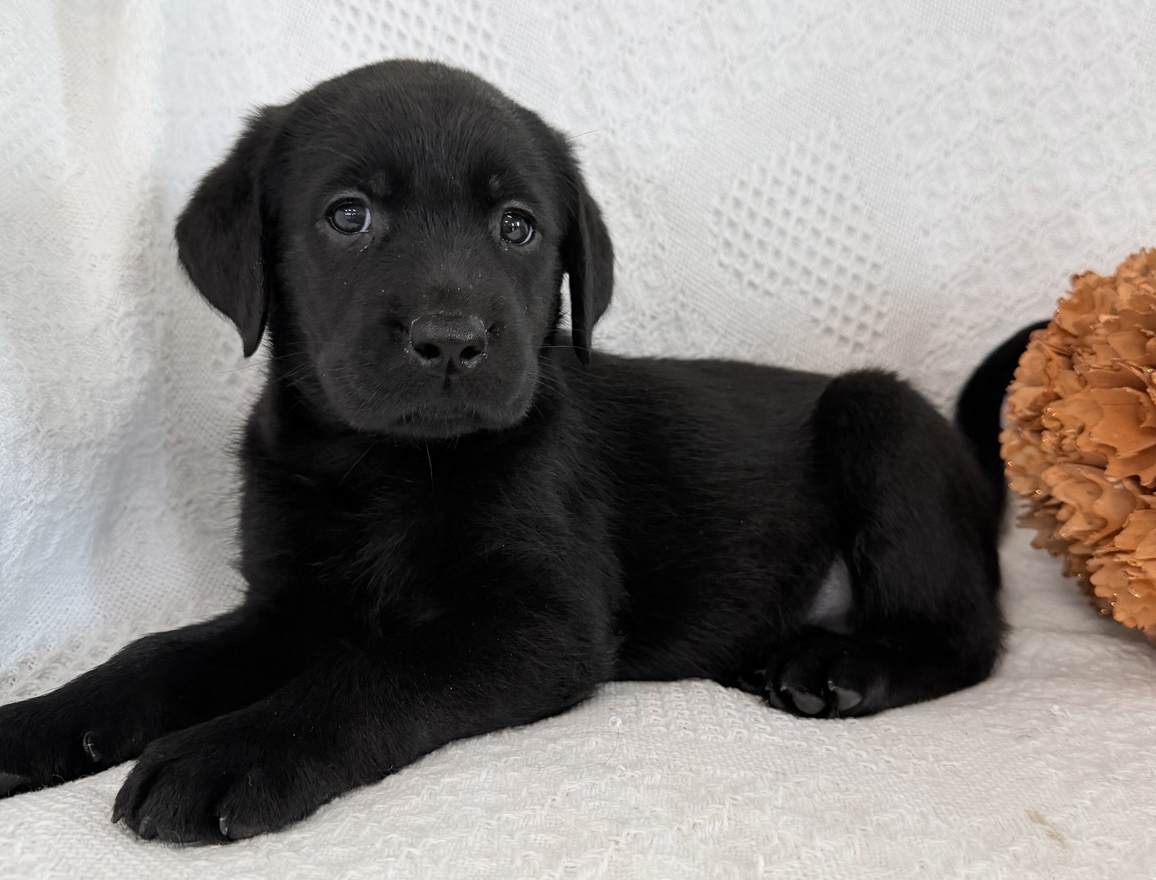 Sparkle Female AKC Labrador Retriever image 8