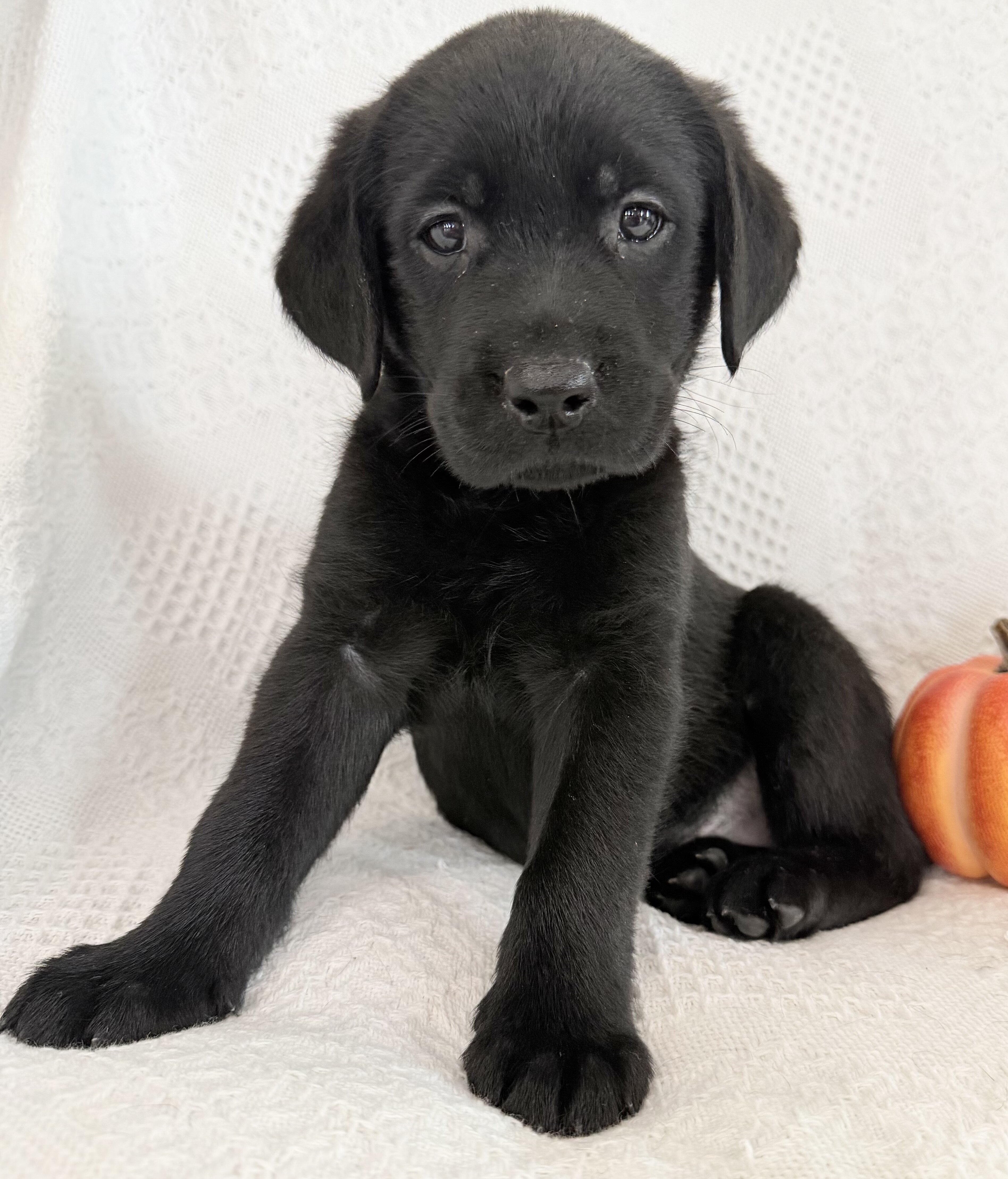 Sparkle Female AKC Labrador Retriever image 2