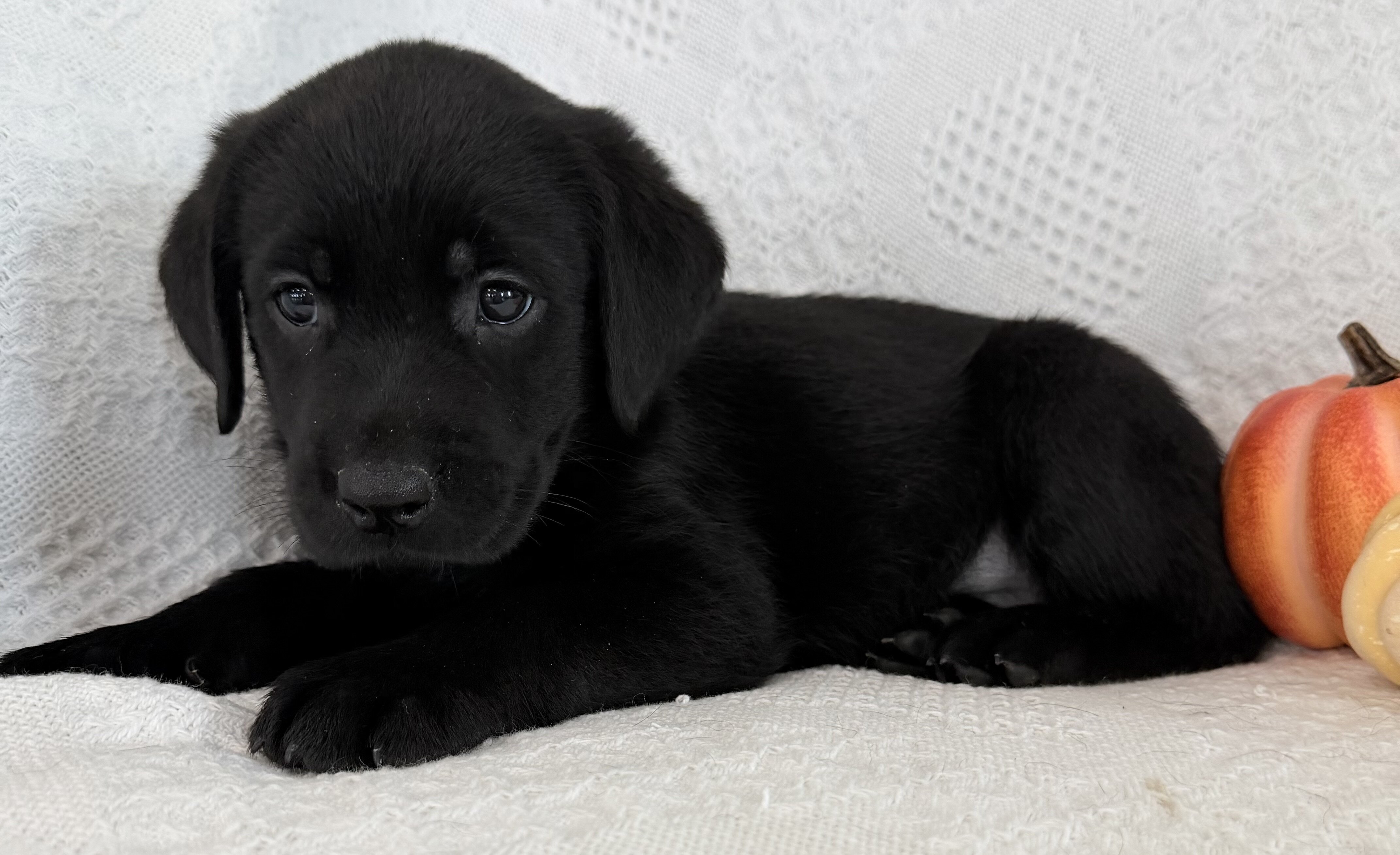 Sparkle Female AKC Labrador Retriever image 3