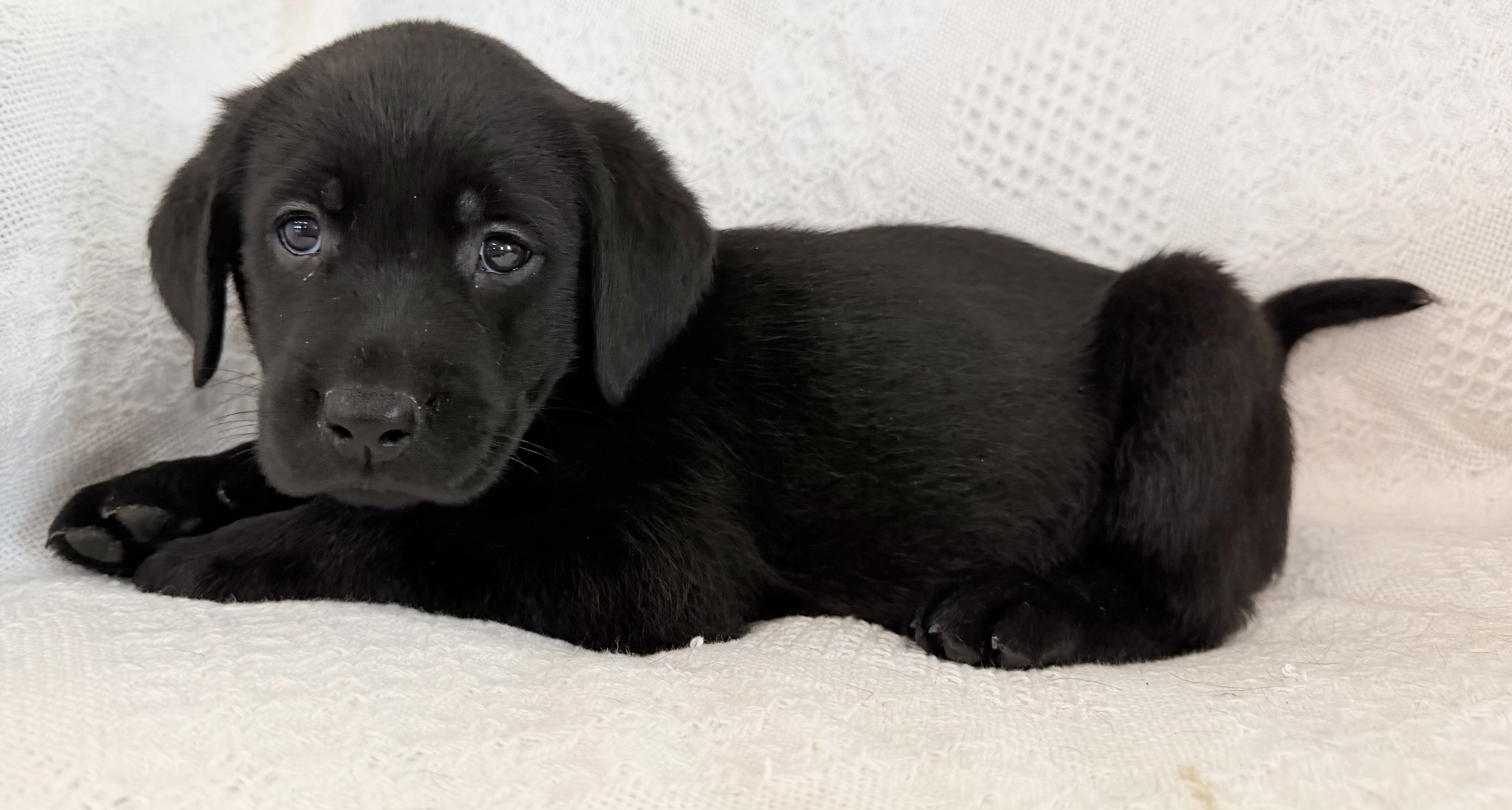 Sparkle Female AKC Labrador Retriever image 6
