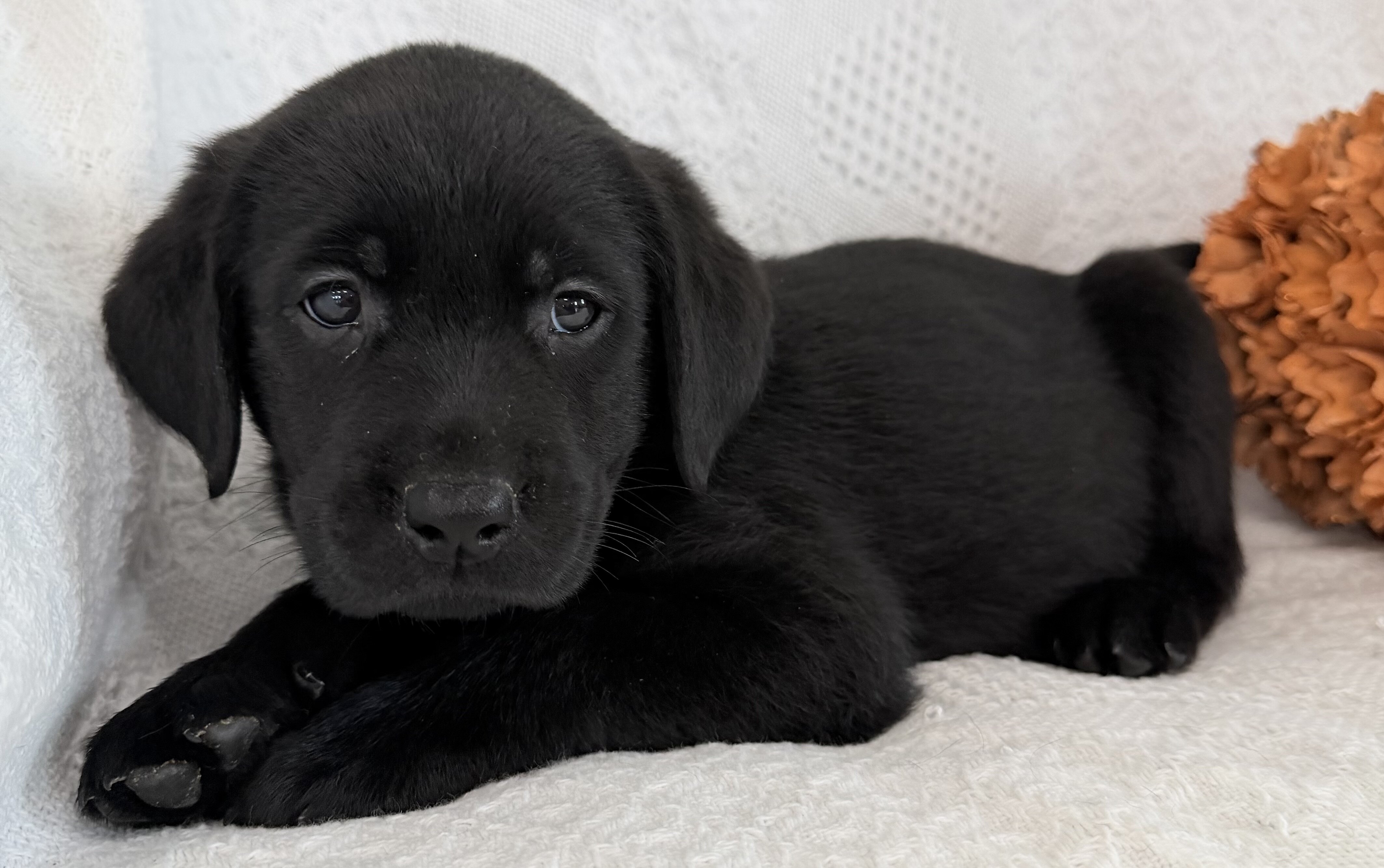 Sparkle Female AKC Labrador Retriever image 7
