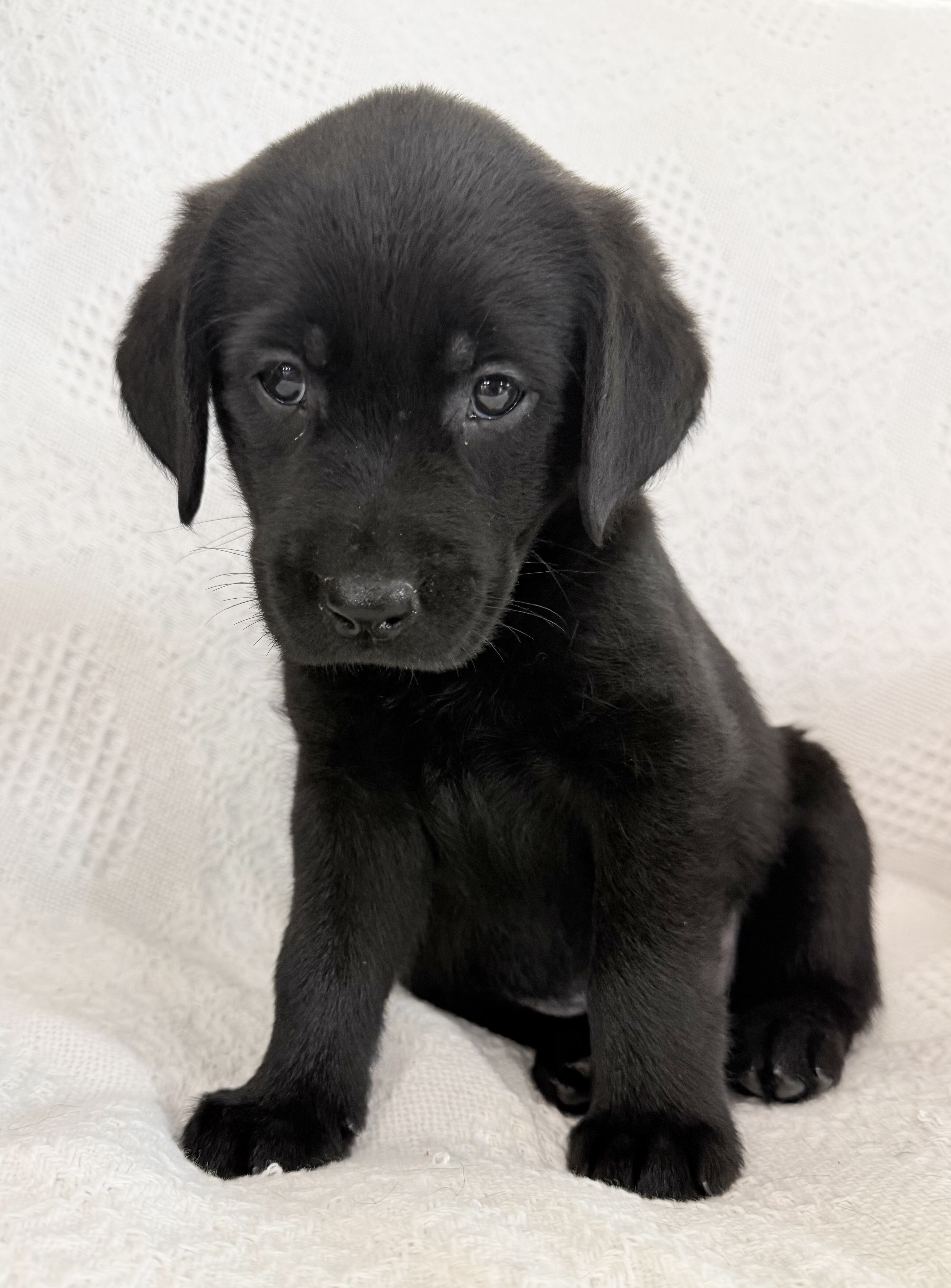 Sparkle Female AKC Labrador Retriever image 5