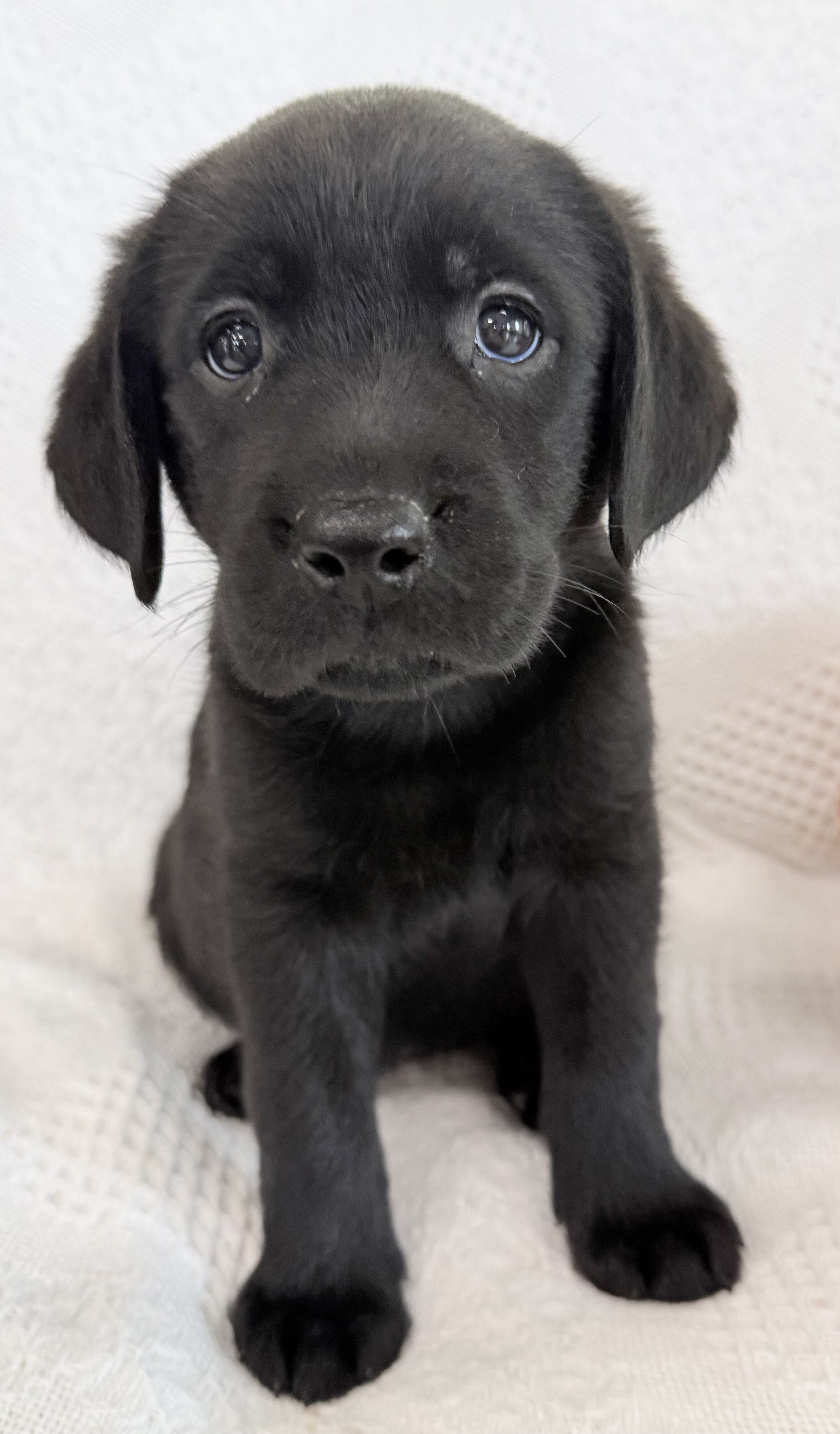 Sparkle Female AKC Labrador Retriever image 4