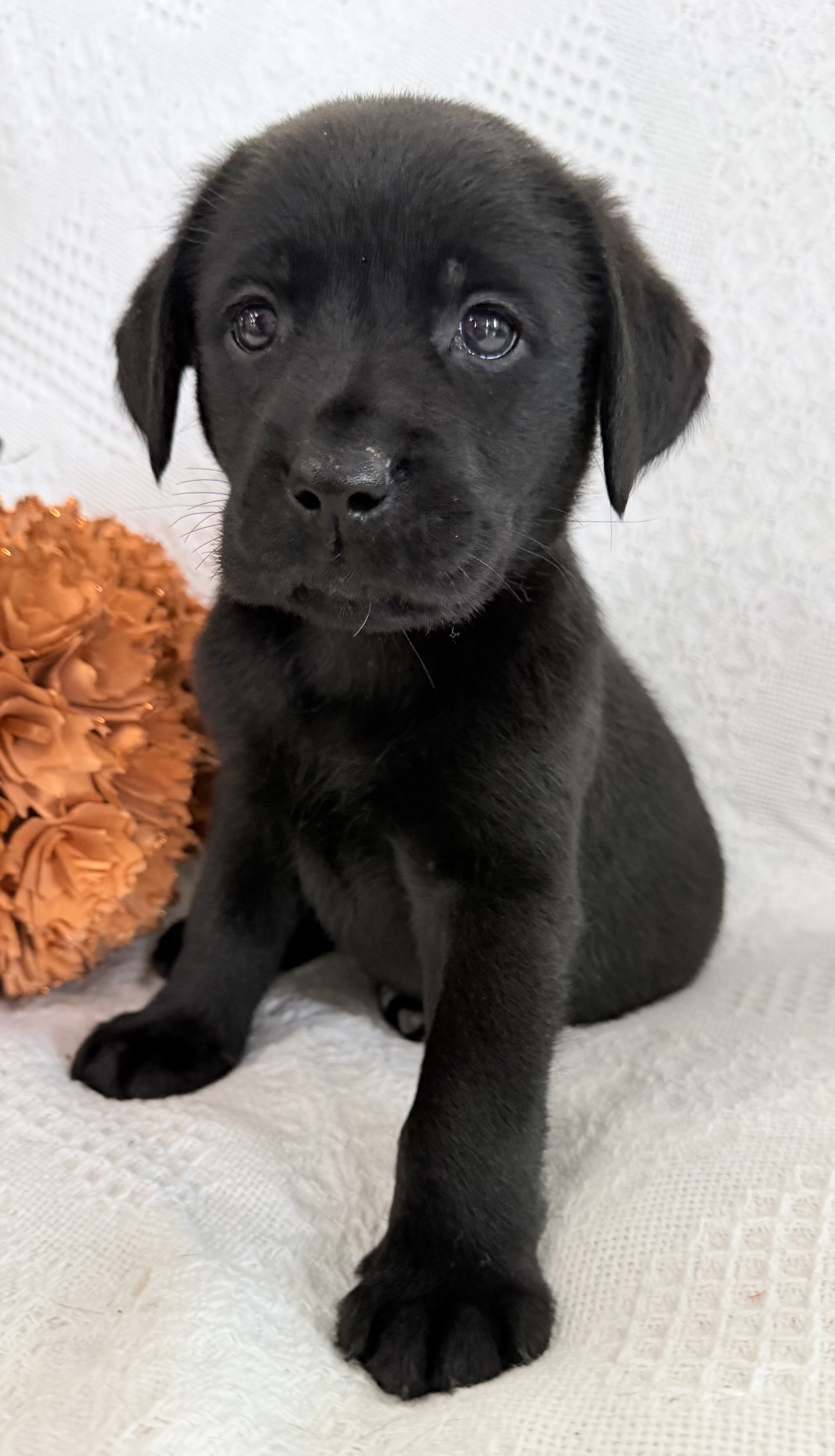 Starlight Female AKC Labrador Retriever image 5