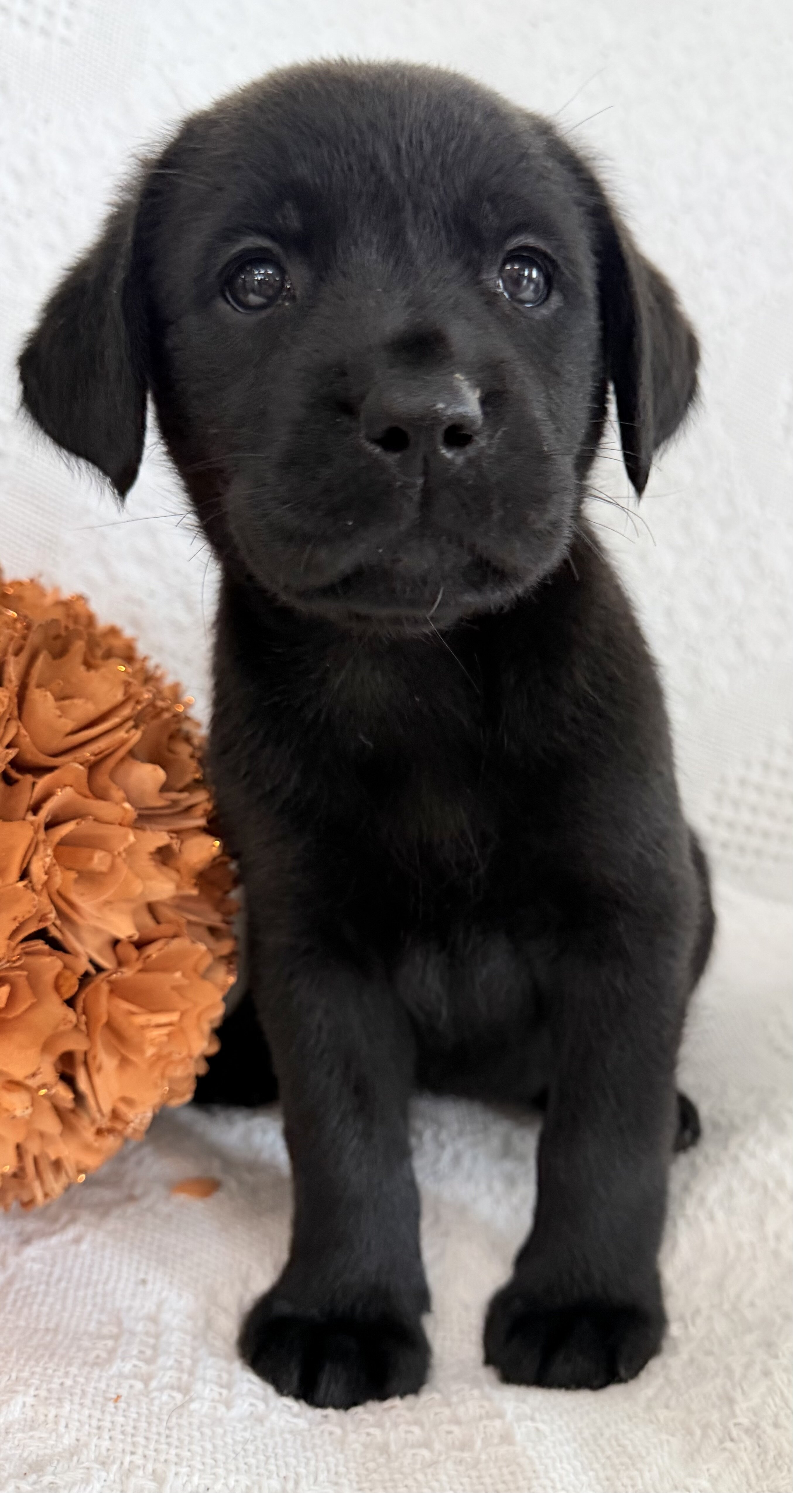 Starlight Female AKC Labrador Retriever image 2