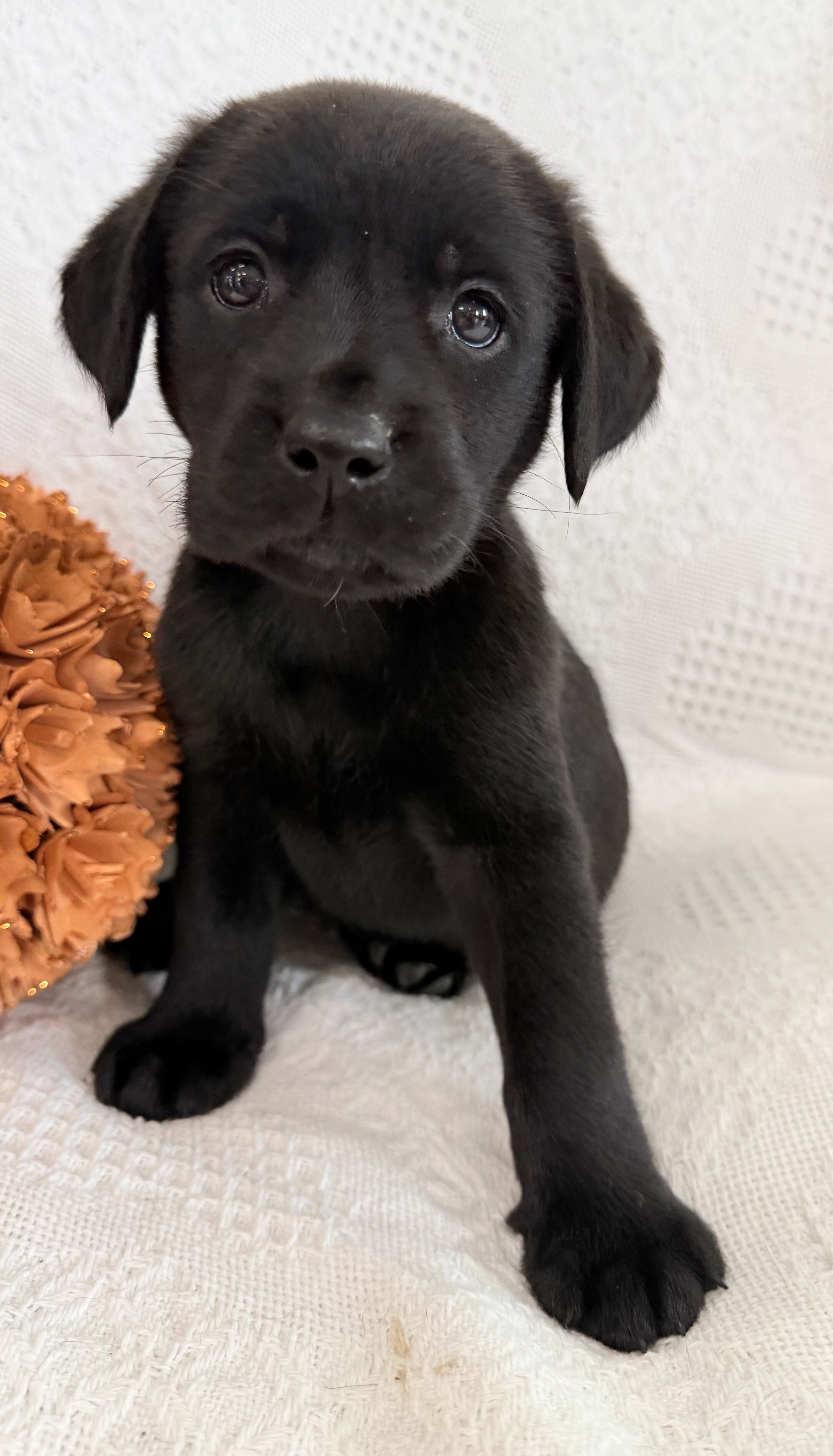 Starlight Female AKC Labrador Retriever image 4