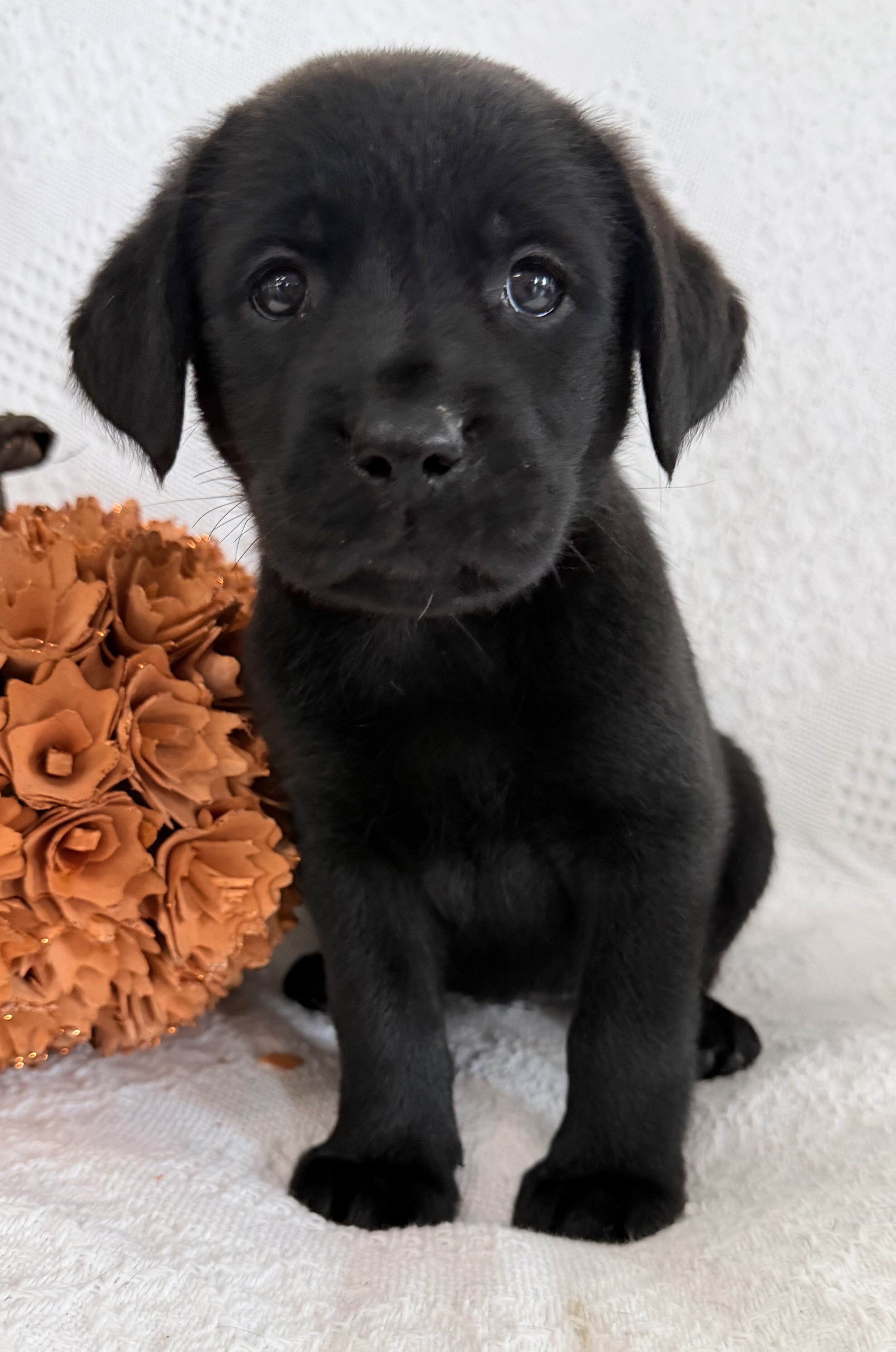 Starlight Female AKC Labrador Retriever image 3