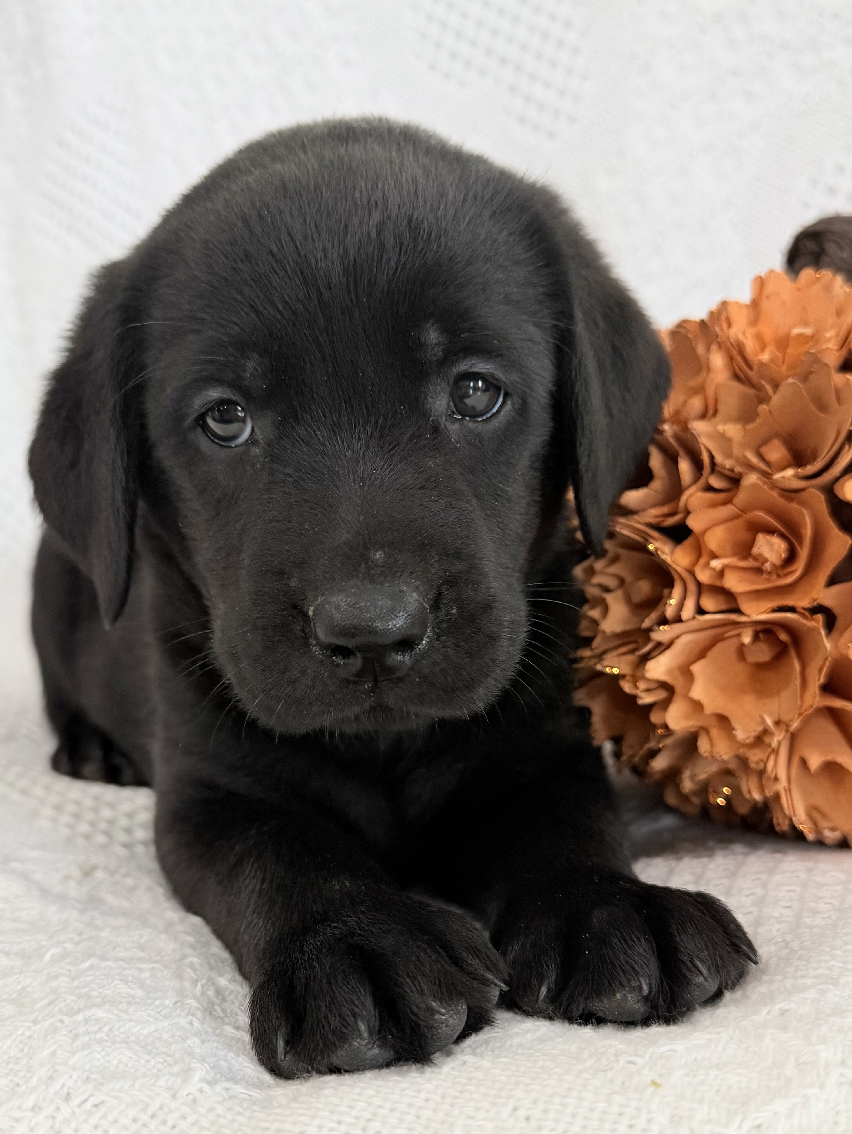 Stella Female AKC Labrador Retriever image 7