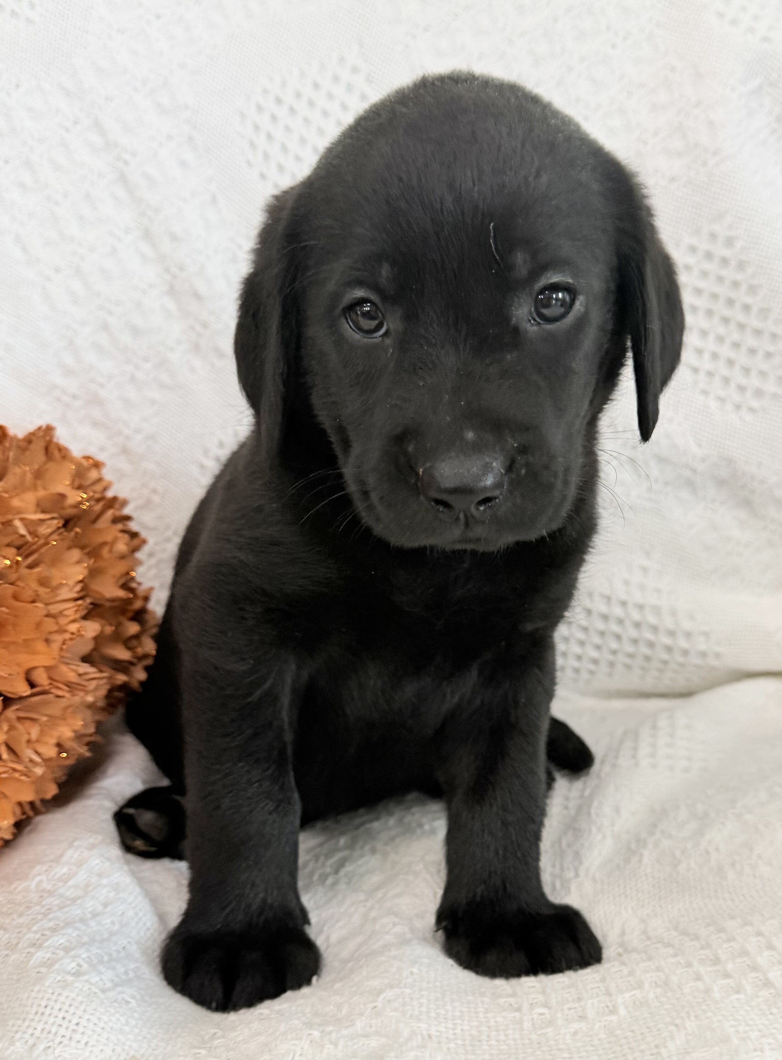 Stella Female AKC Labrador Retriever image 2