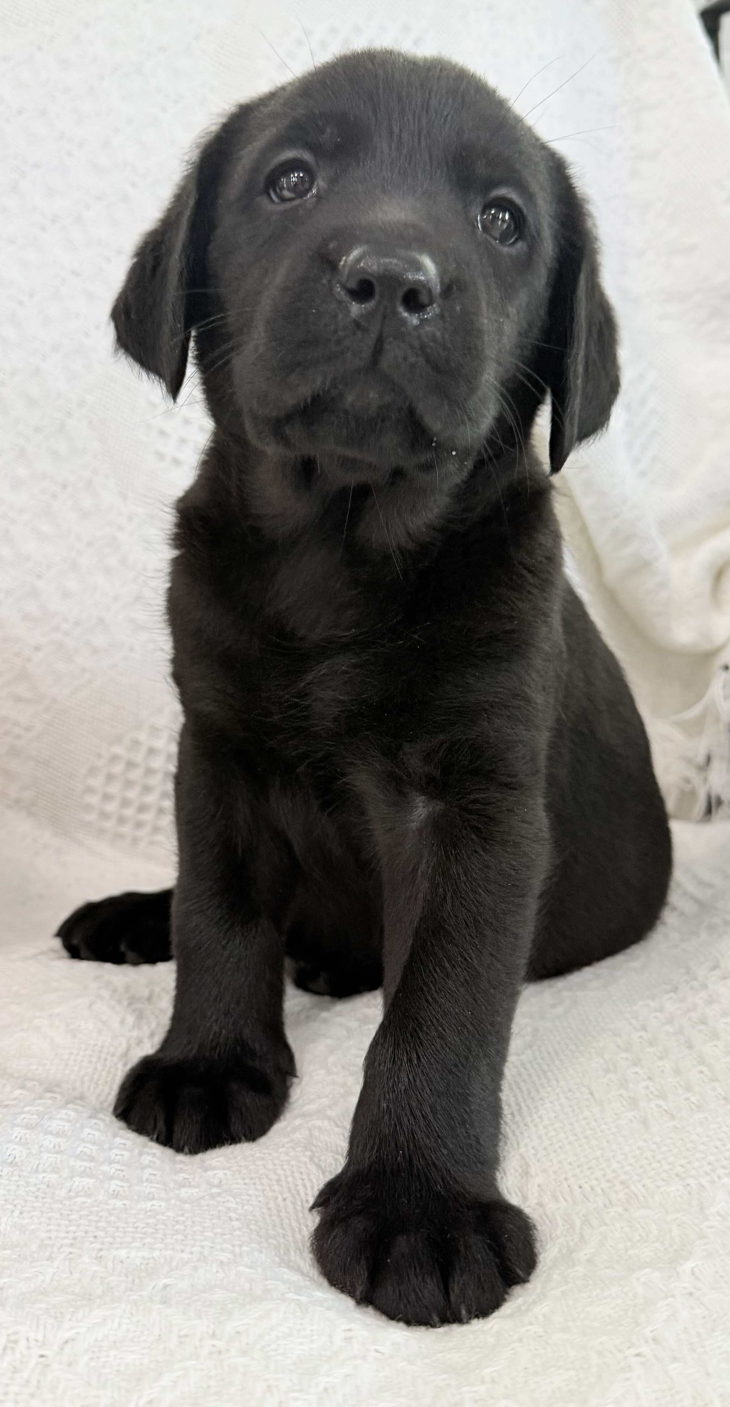 Stella Female AKC Labrador Retriever image 5