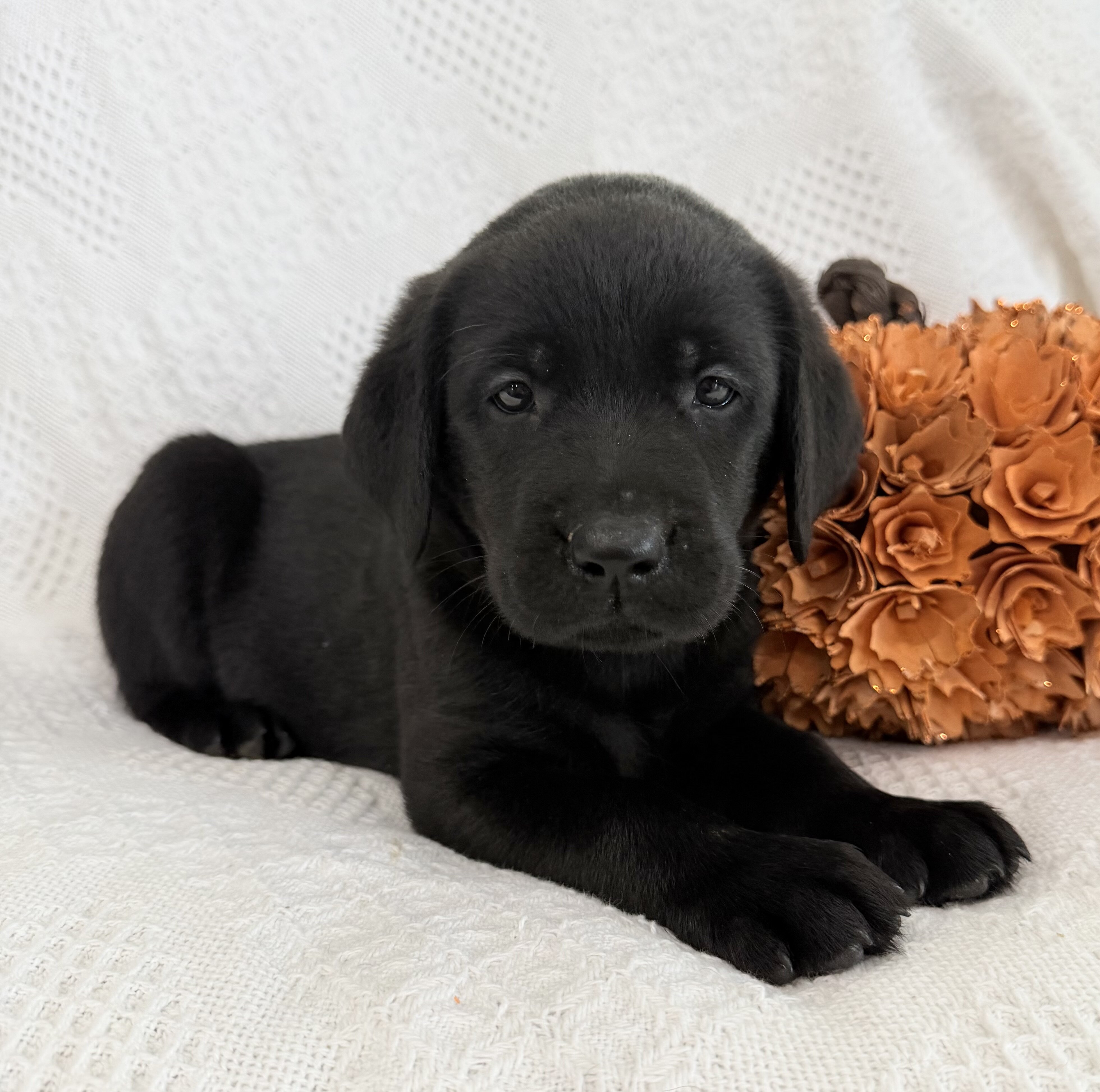Stella Female AKC Labrador Retriever image 6