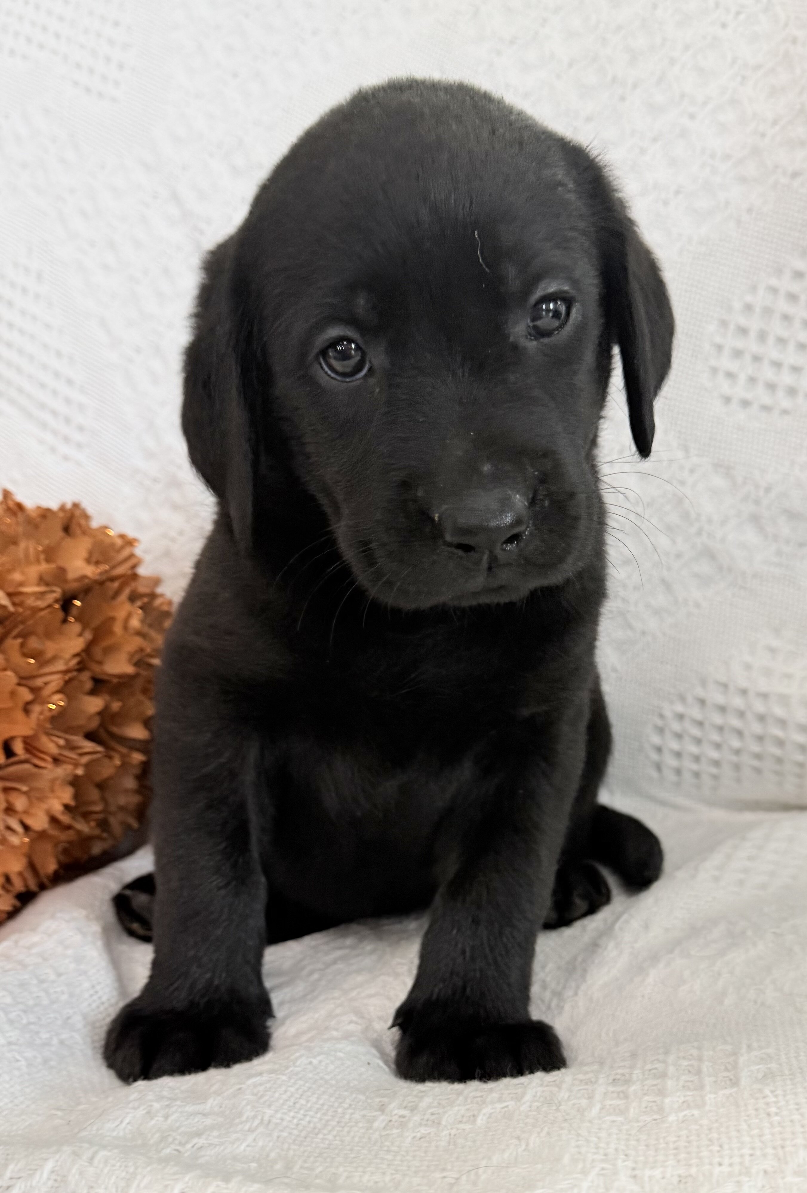 Stella Female AKC Labrador Retriever image 3