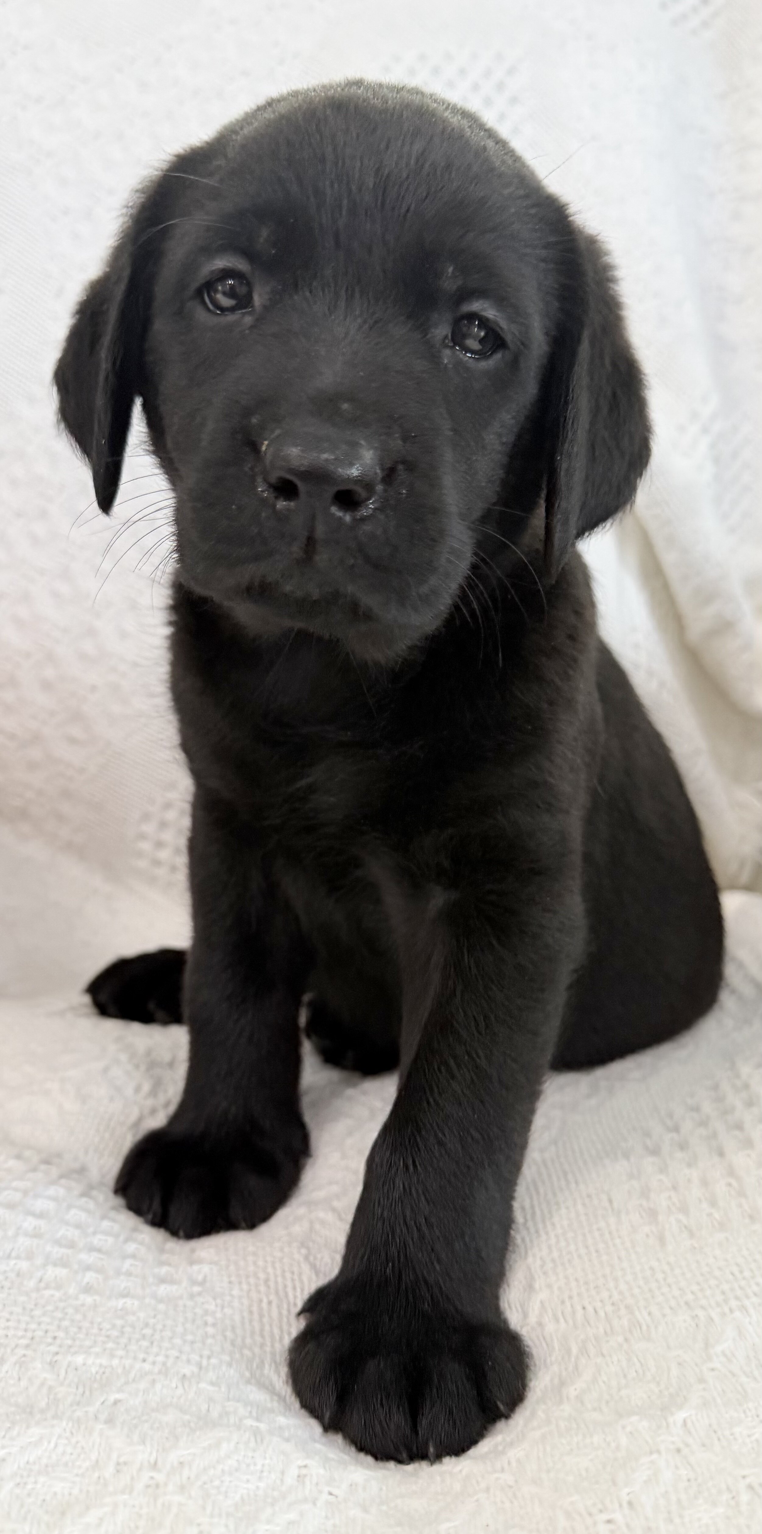 Stella Female AKC Labrador Retriever image 4