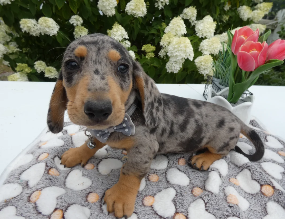 Female Miniature Dachshund image 1