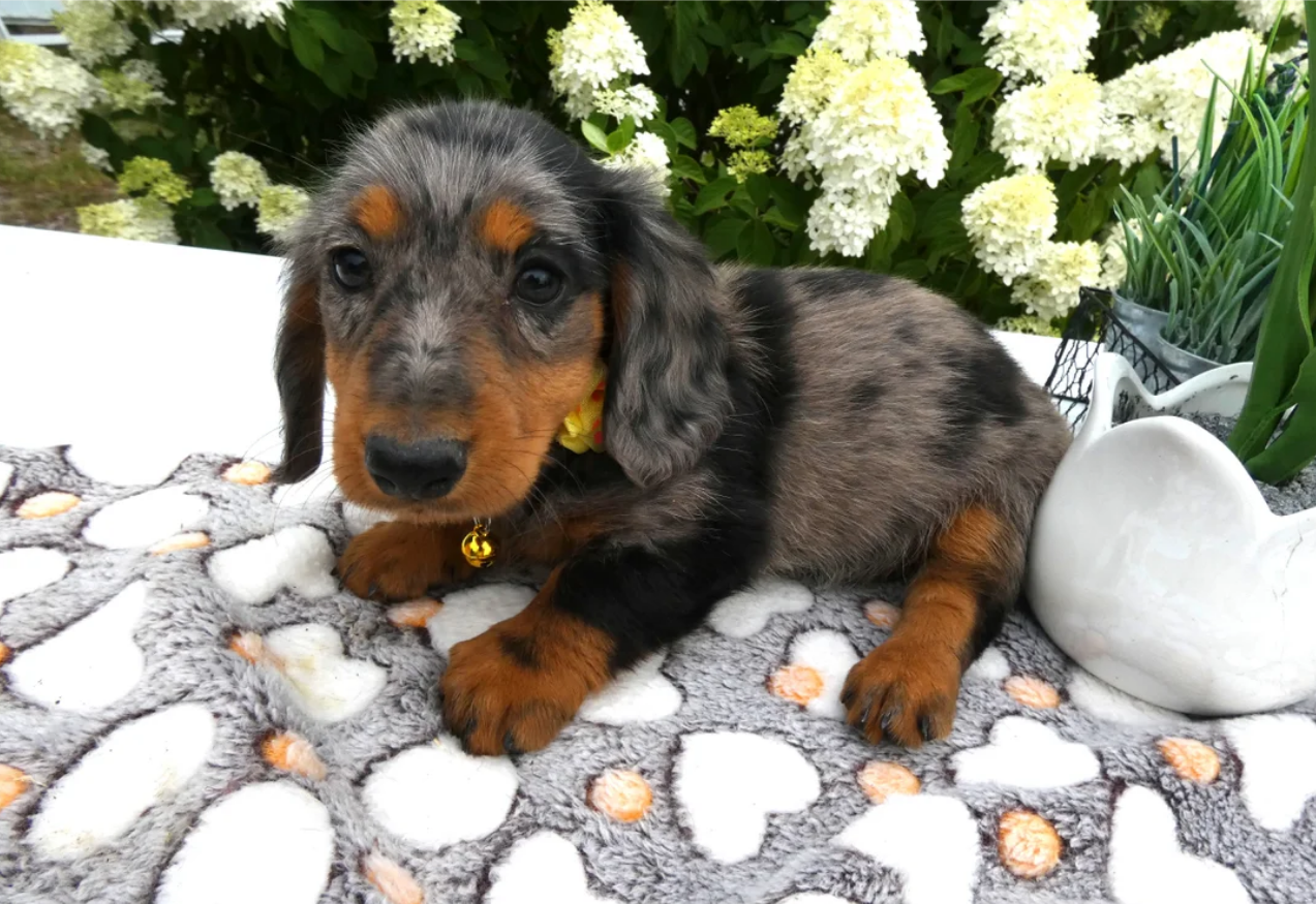 Male Miniature Dachshund image 1