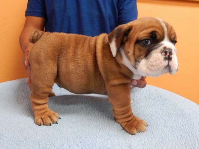 Purebred English Bulldog Puppies image 3